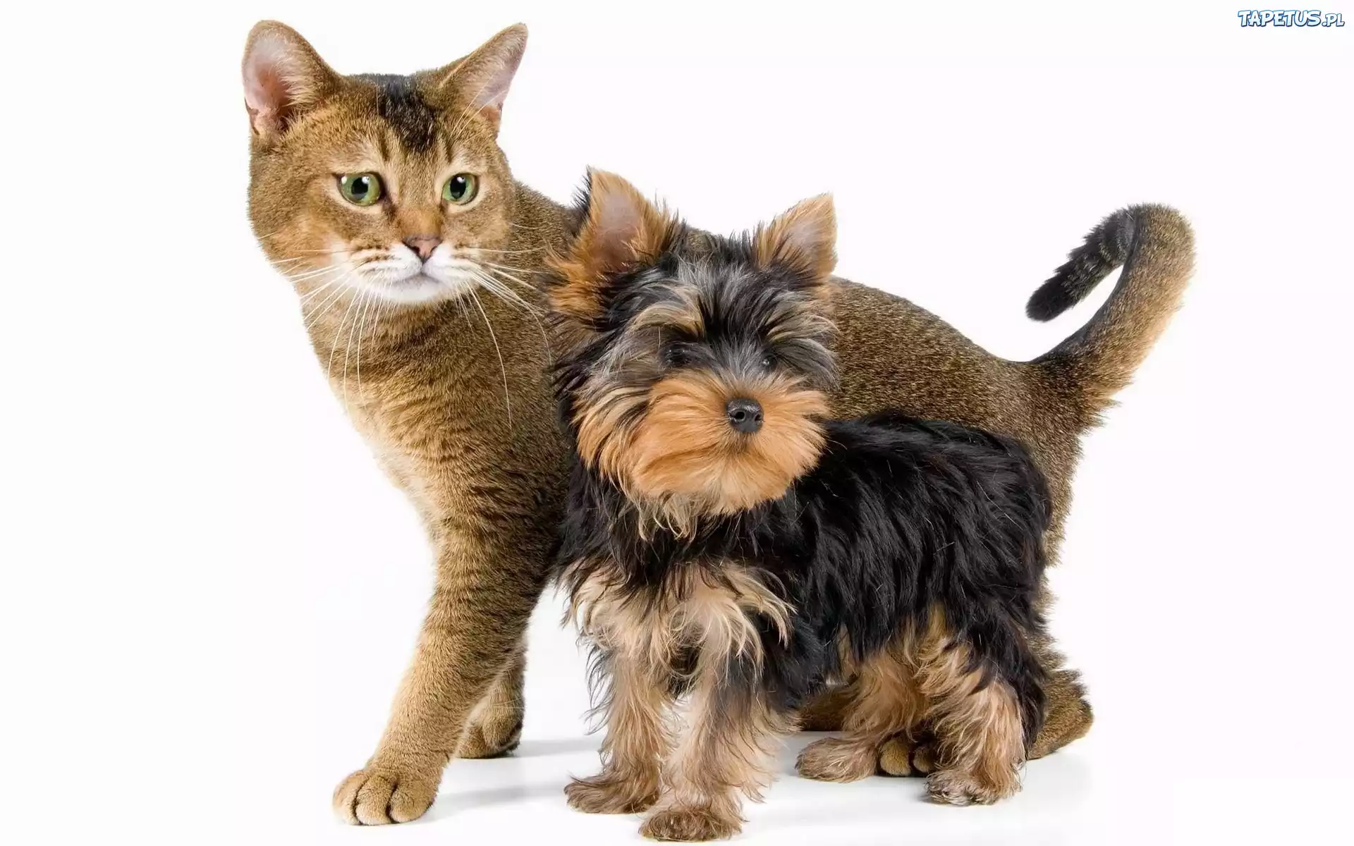 Kotek, Piesek, Yorkshire Terrier