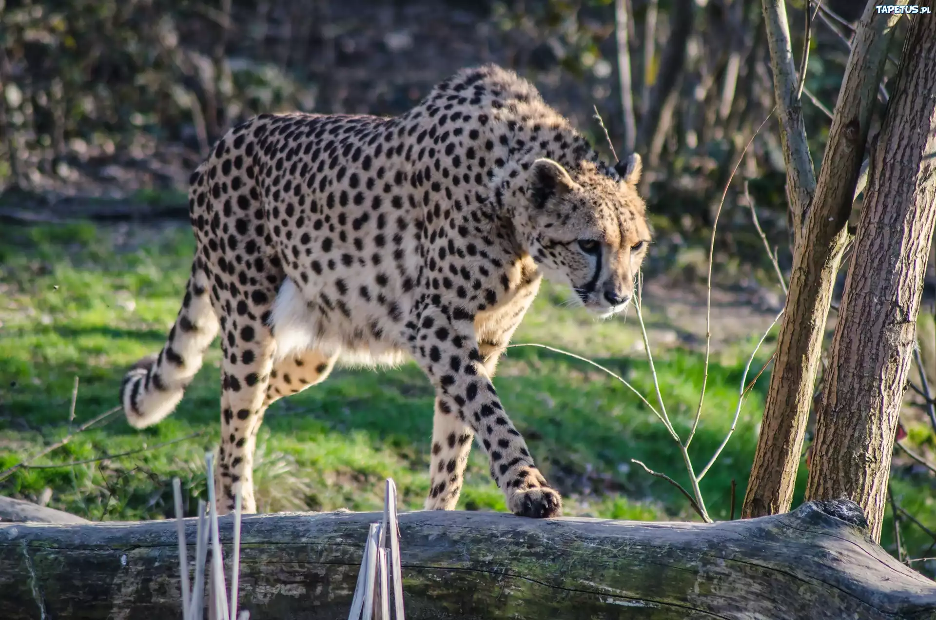 Gepard, Kłoda