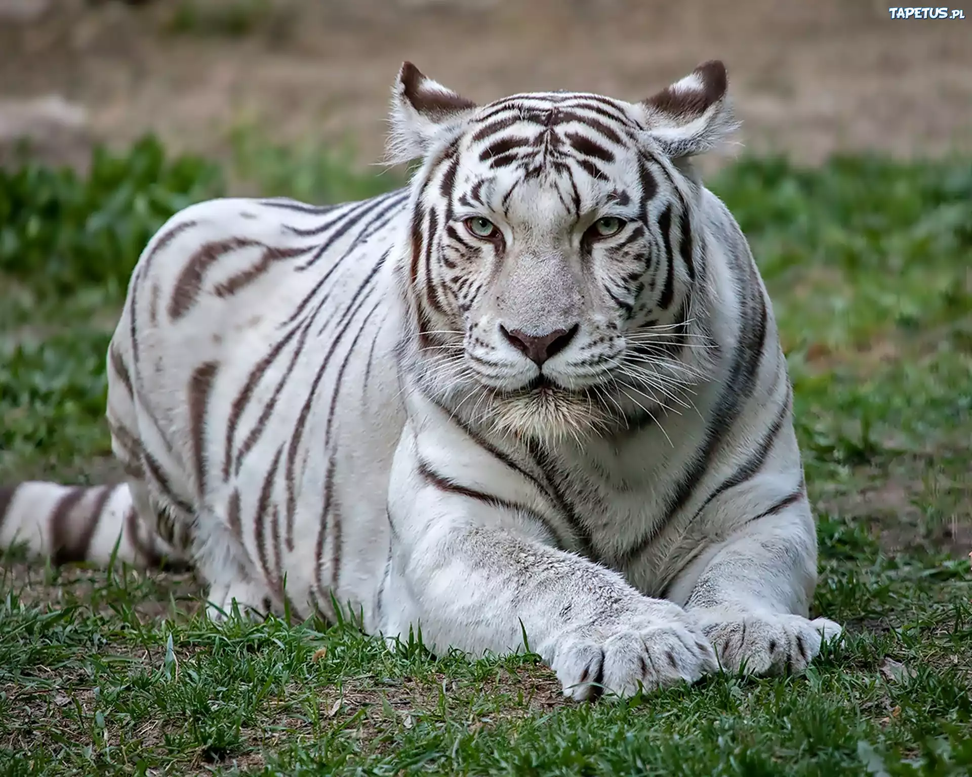 Бенгальские тигры пенза. Белый бенгальский тигр. Бенгальский тигр альбинос. Бенгальский Тигренок-альбинос.. Бенгальский тигр бенгальский тигр.