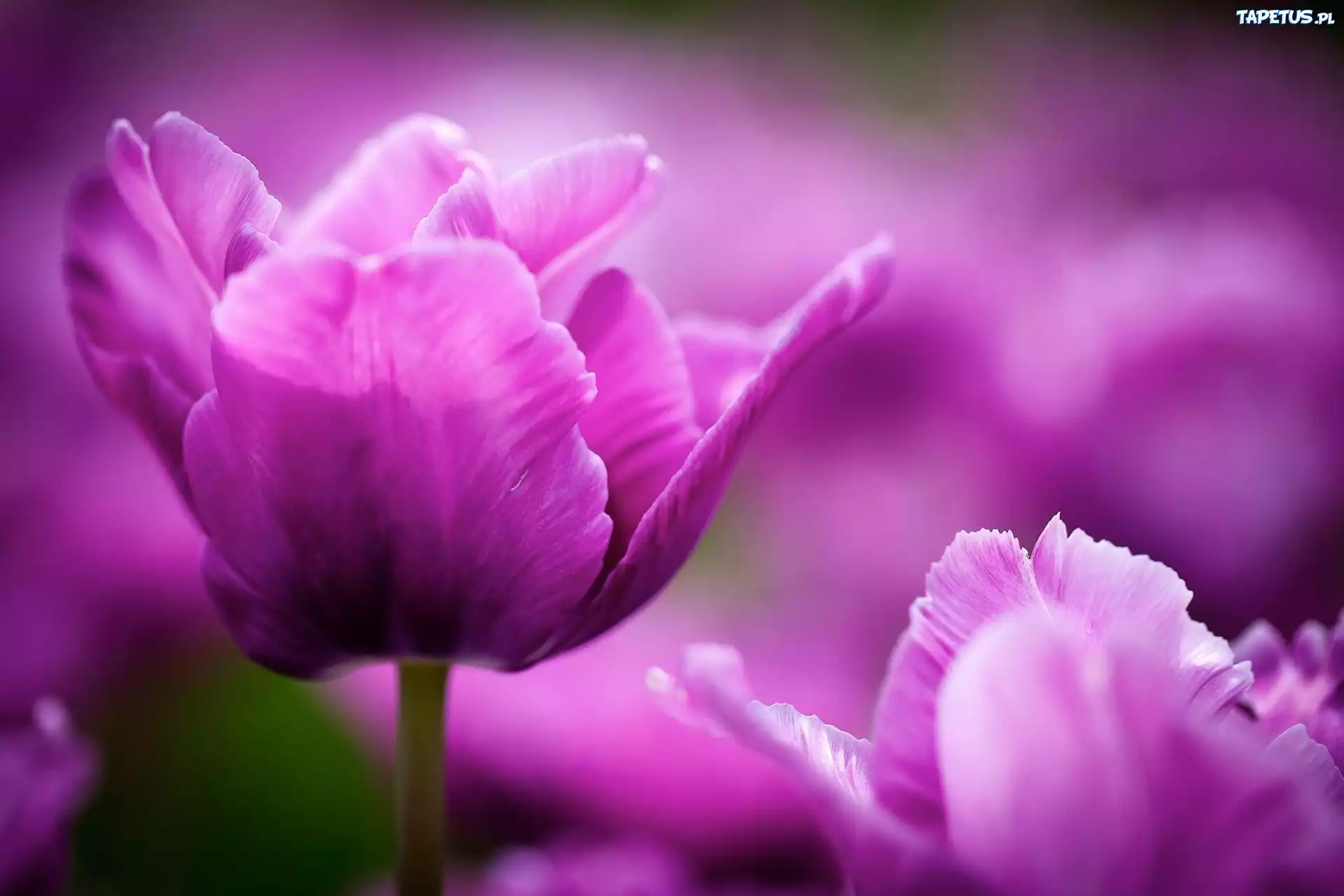 Fioletowe, Tulipany