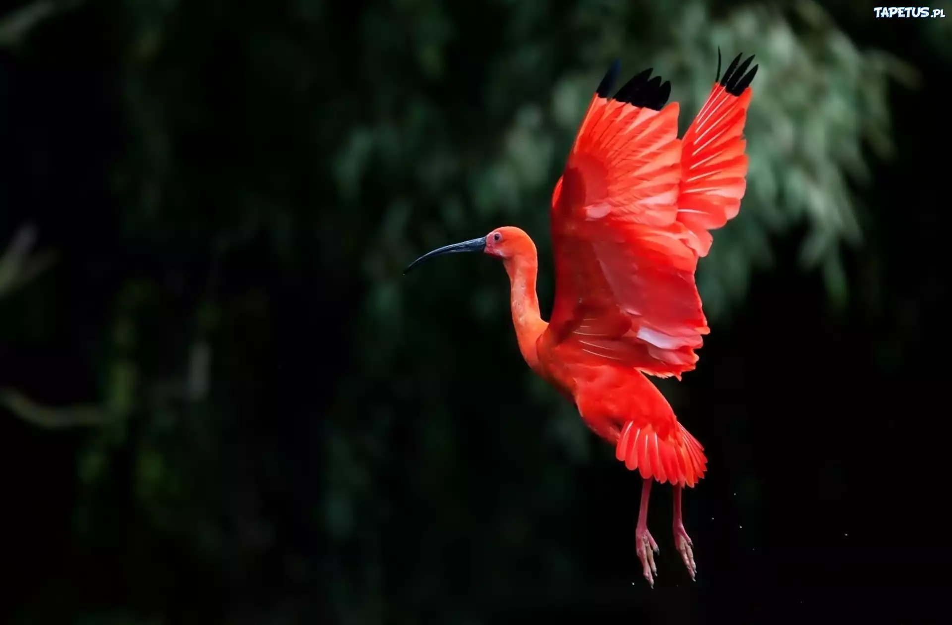 Ibis