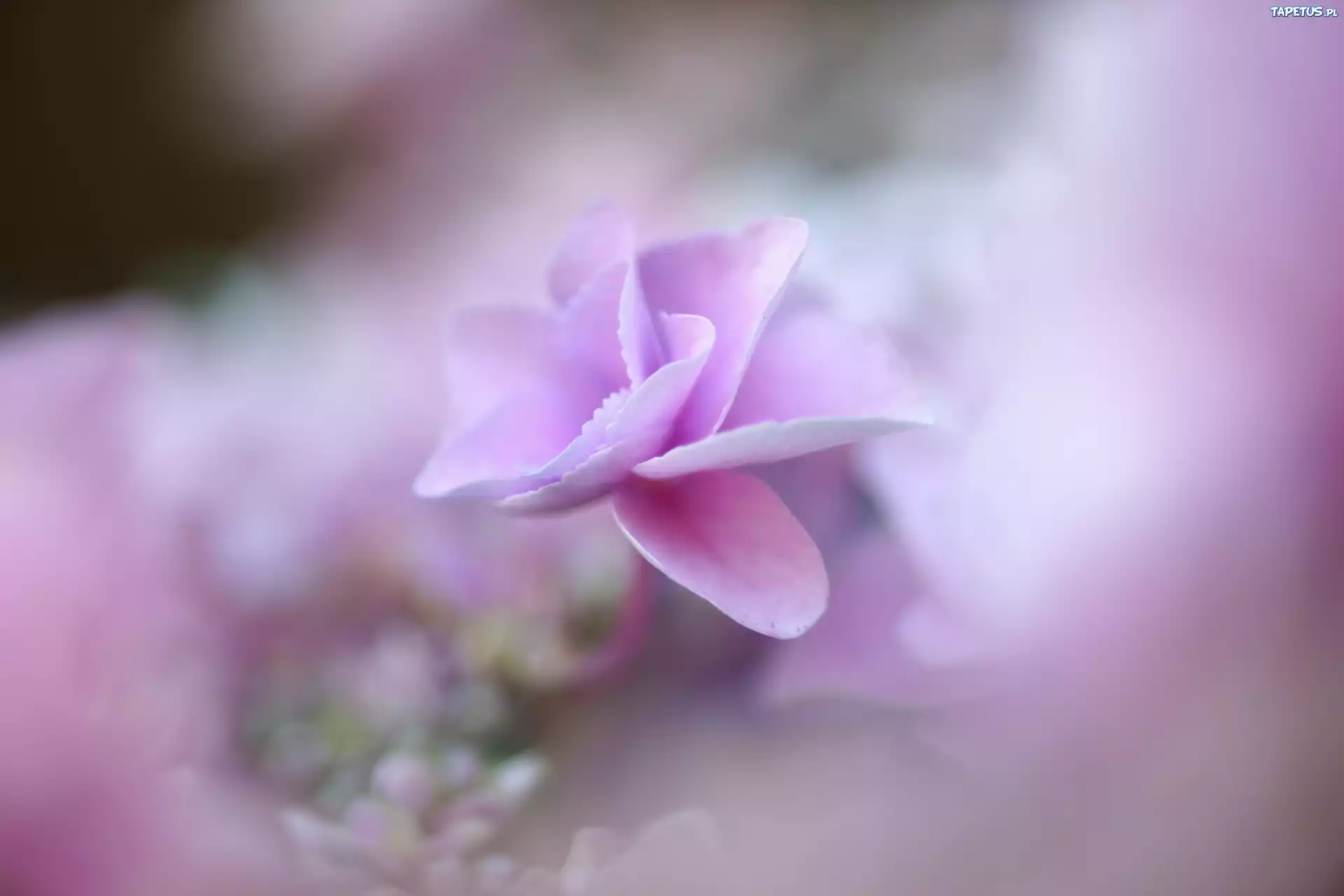 Kwiat, Hydrangea, Fioletowy