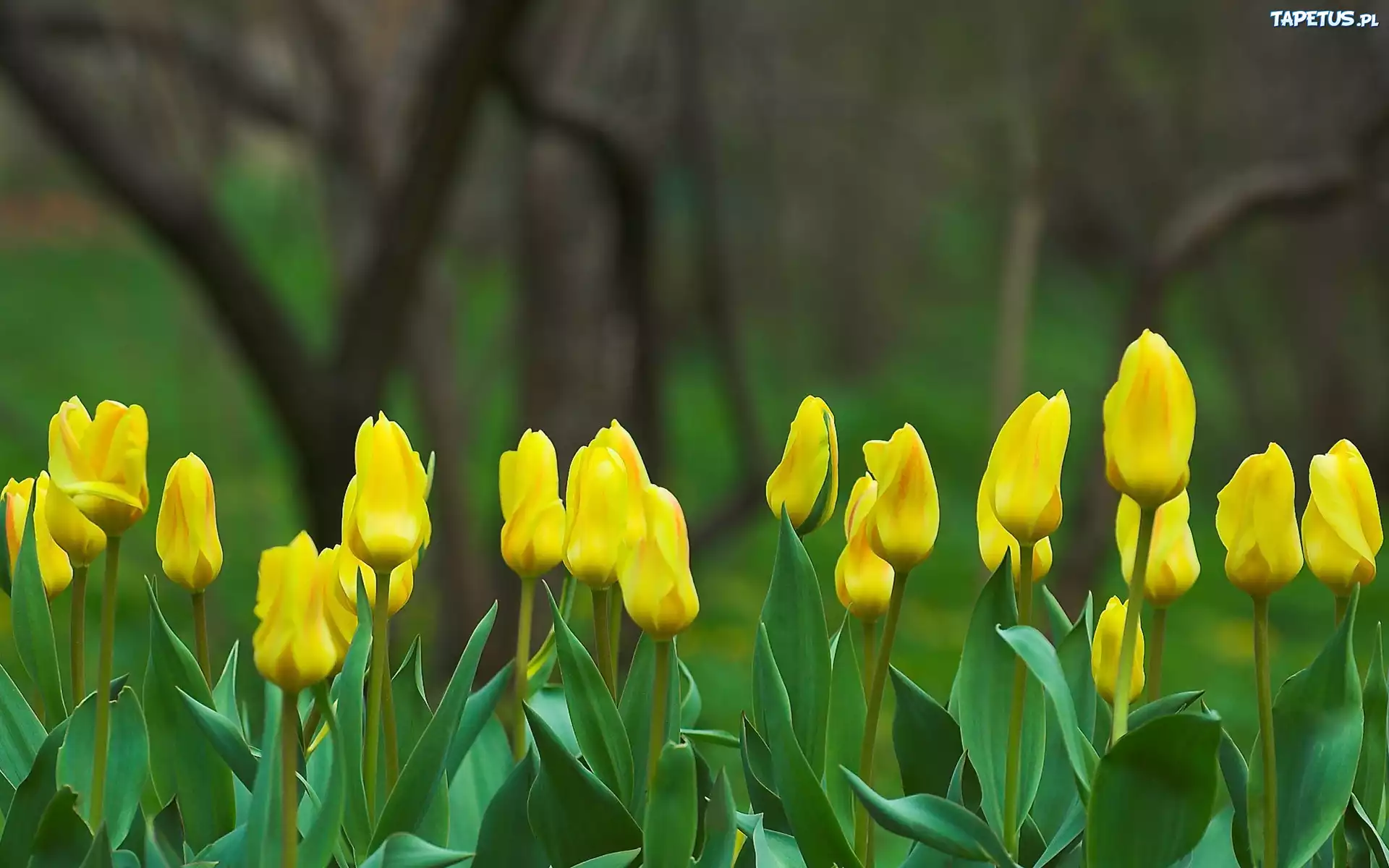 Żółte, Tulipany