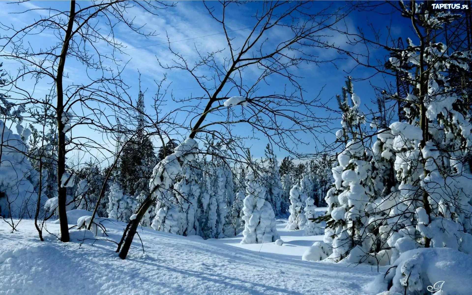 Las, Drzewa, Światlo, Zima