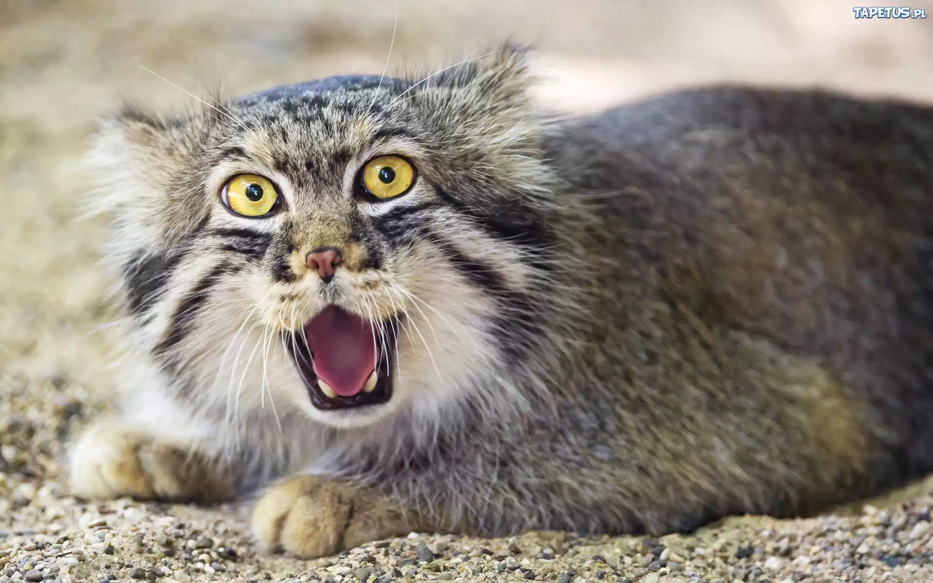 Manul, Dziki, Kot
