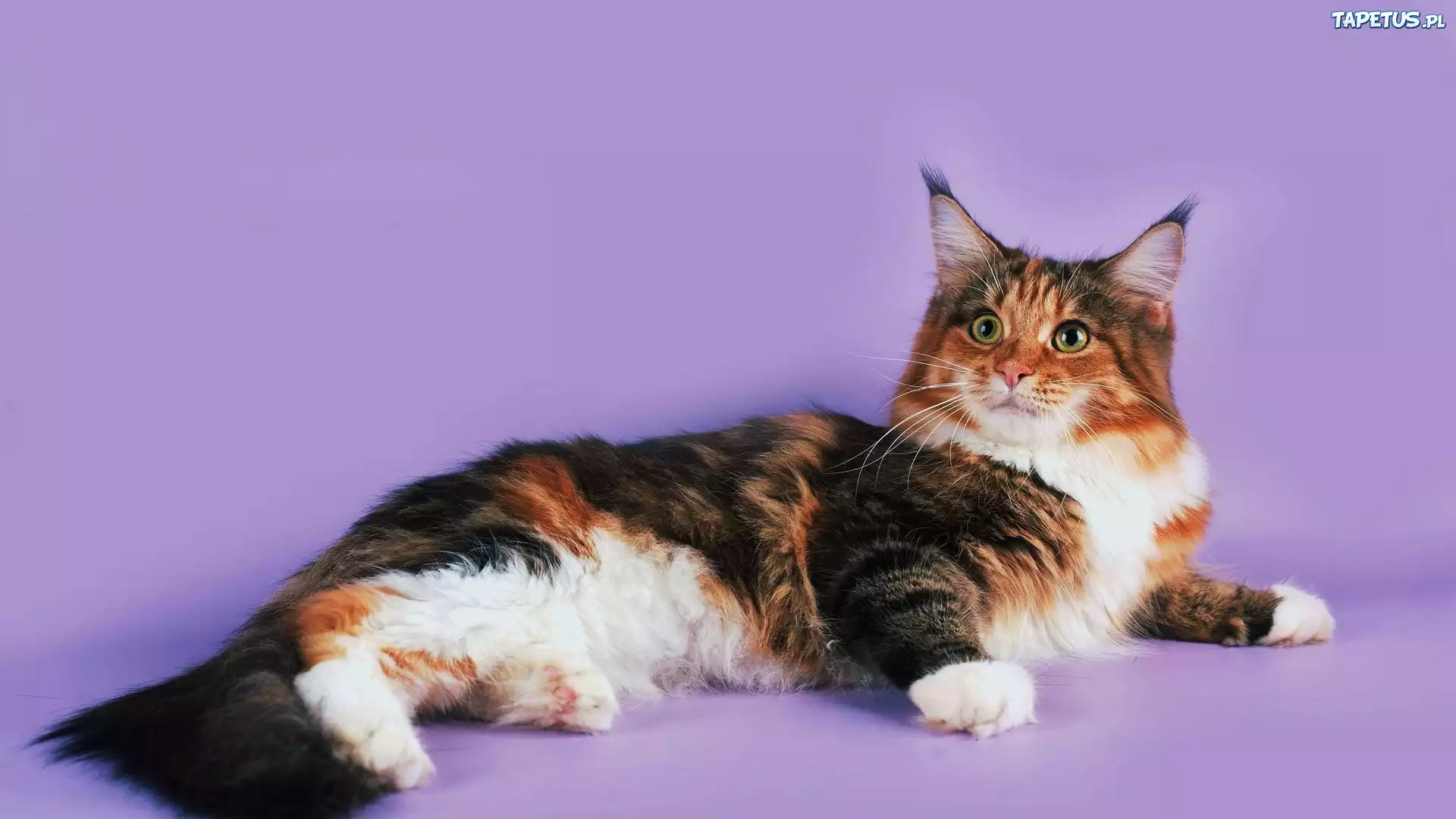 Kot Maine coon