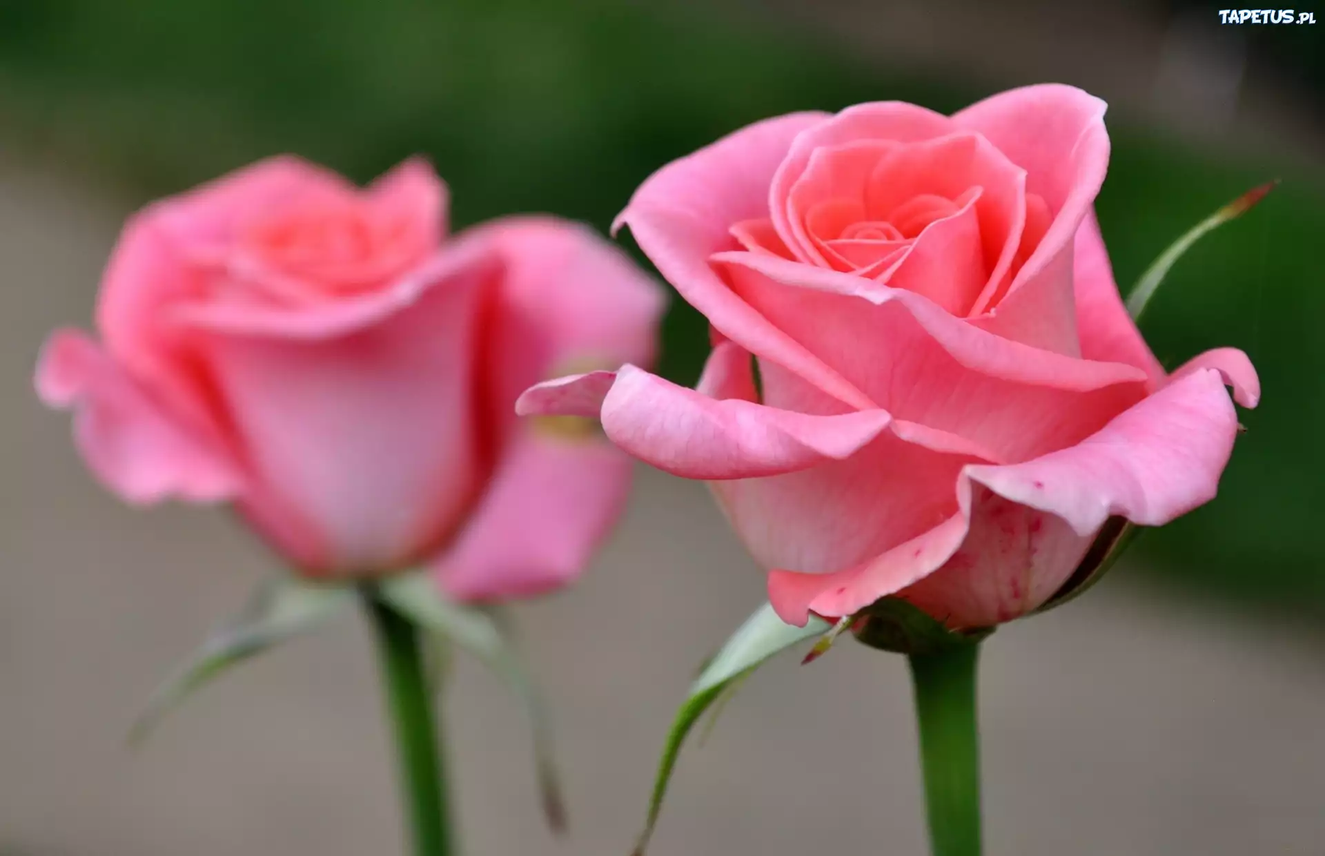 Rozowe, Roze