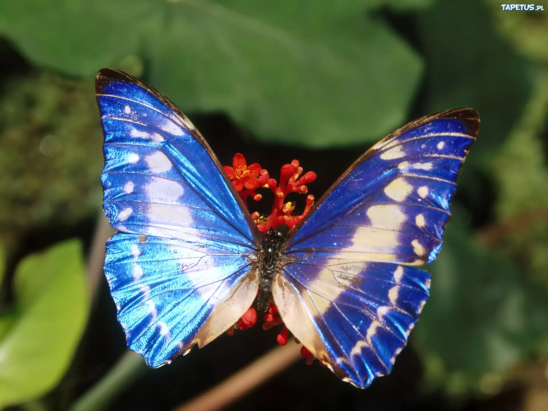 Motyl, niebieski