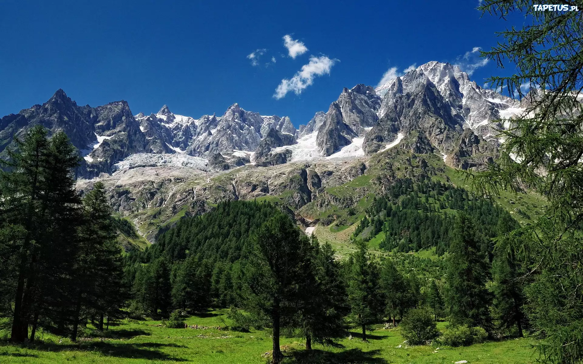 Góry, Las