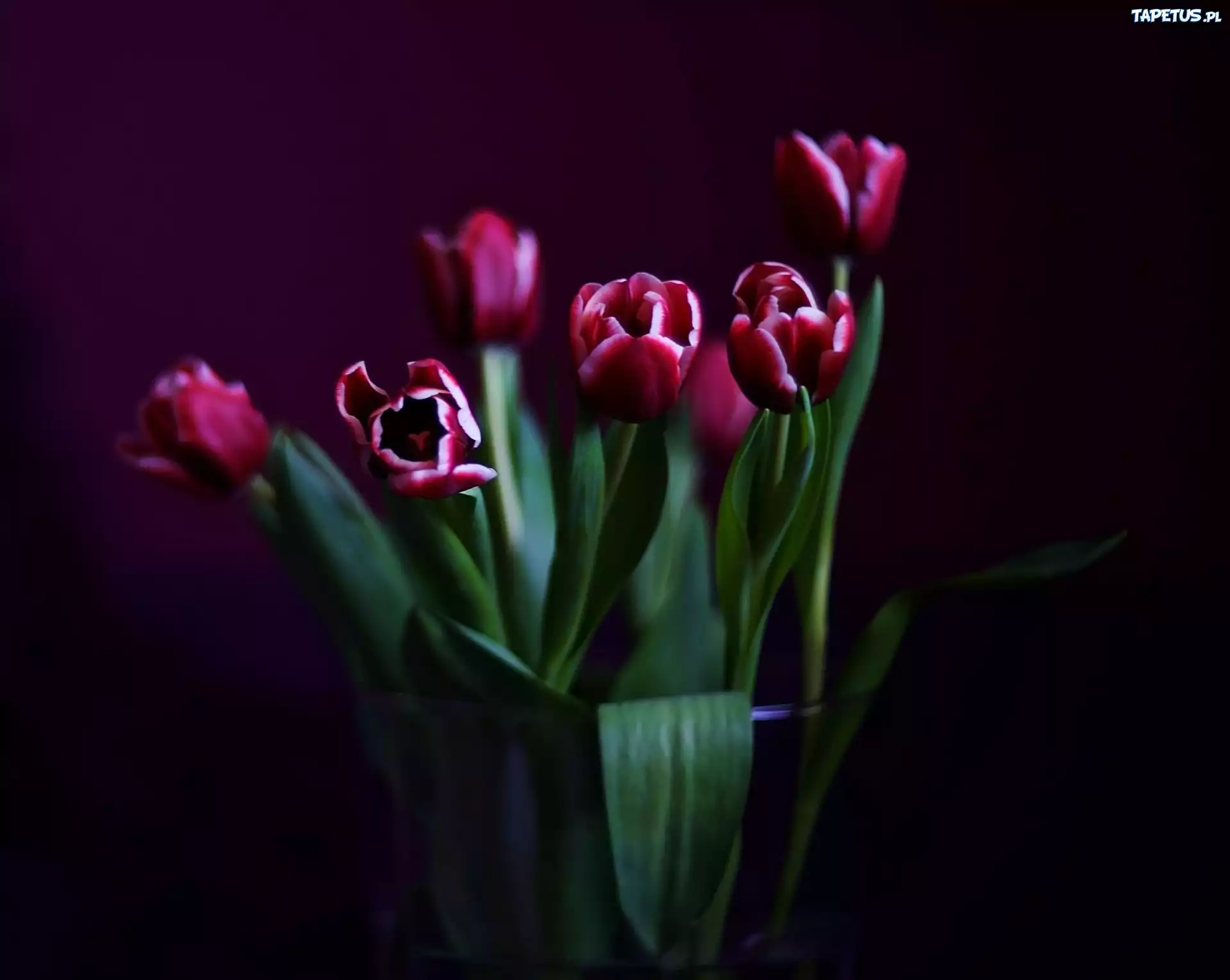 Tulipany, Wazon, Czarne,Tło