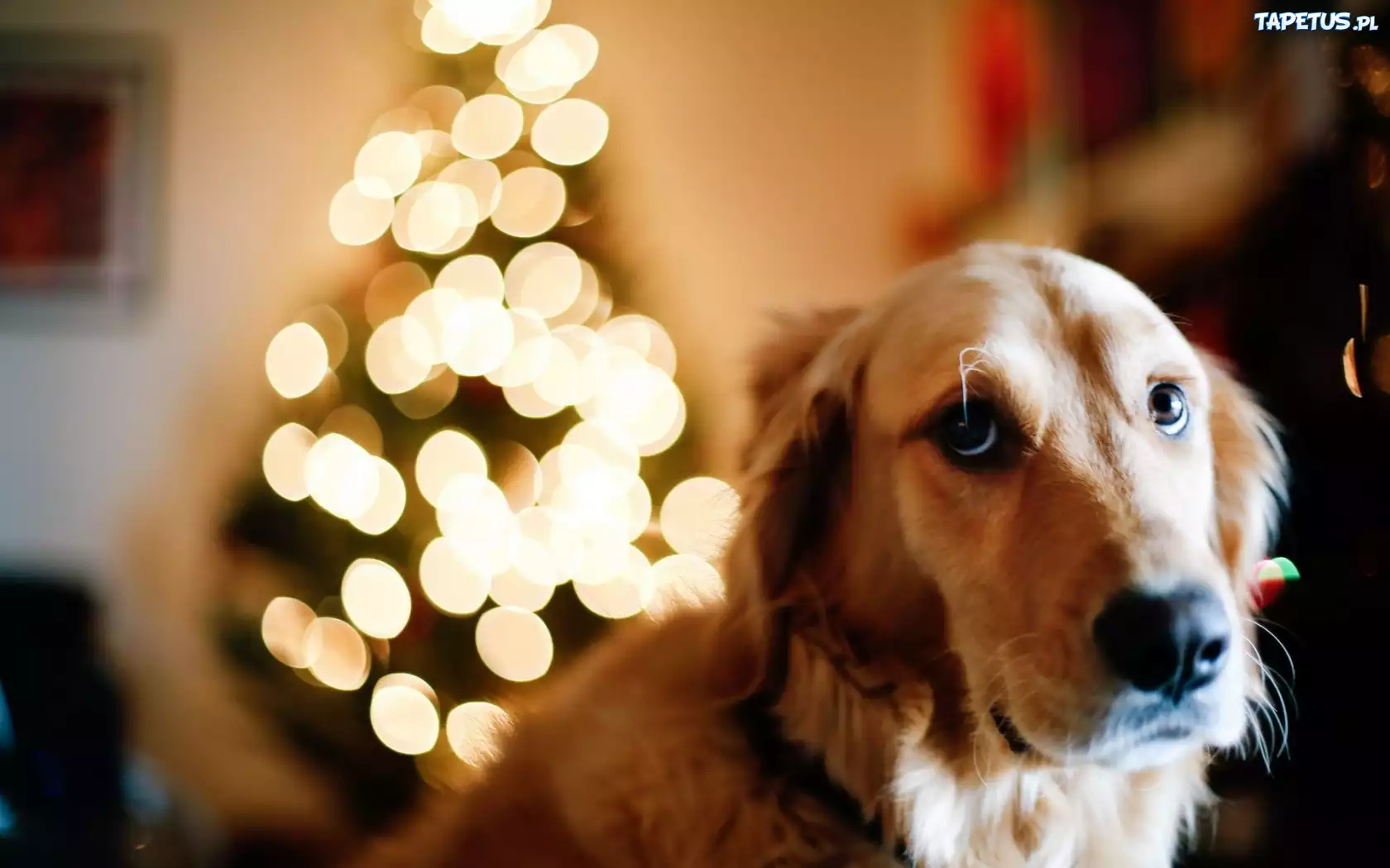Pies, Golden Retriever, Choinka, Światełka