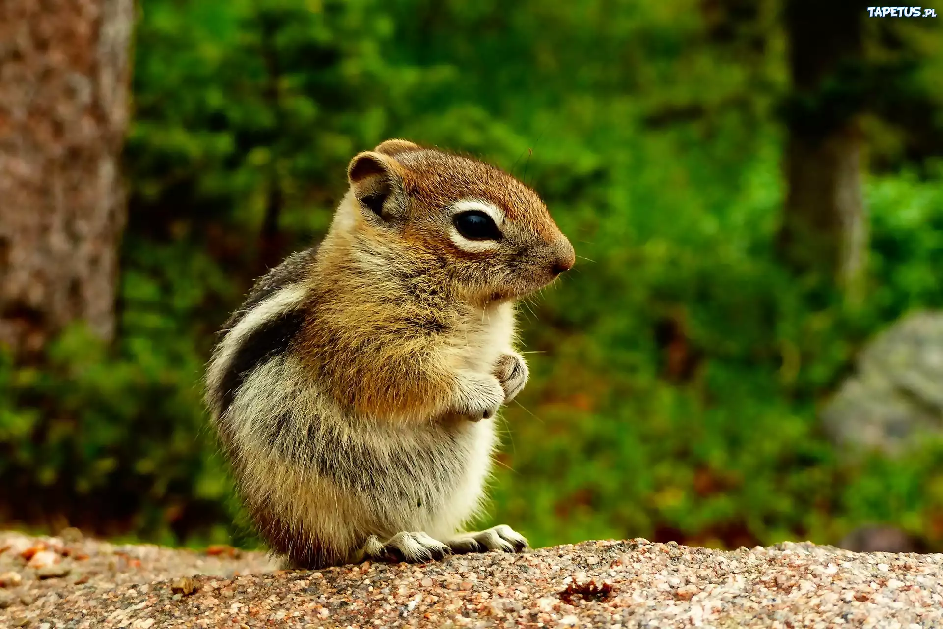 Chipmunk, Wiewiórka, Las