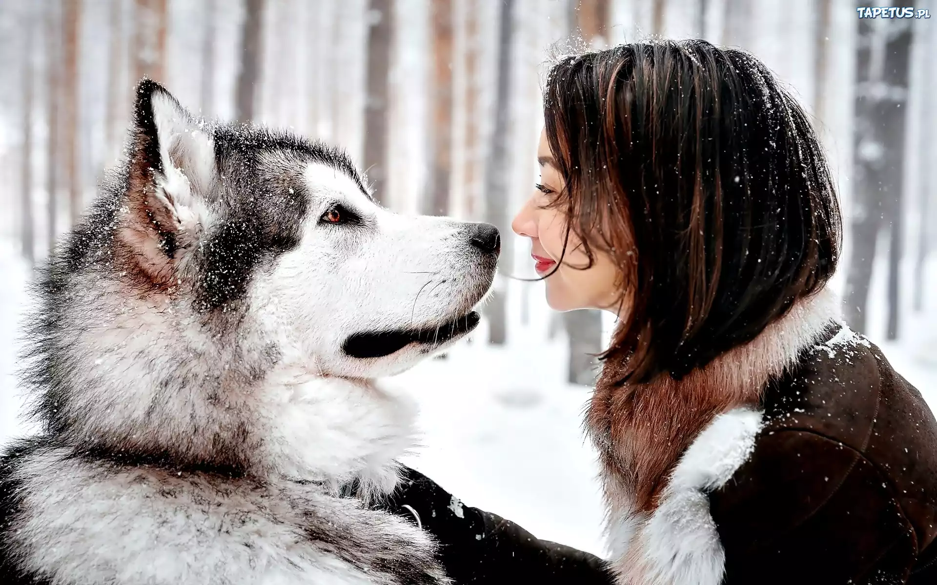 Pies, Husky, Kobieta, Śnieg
