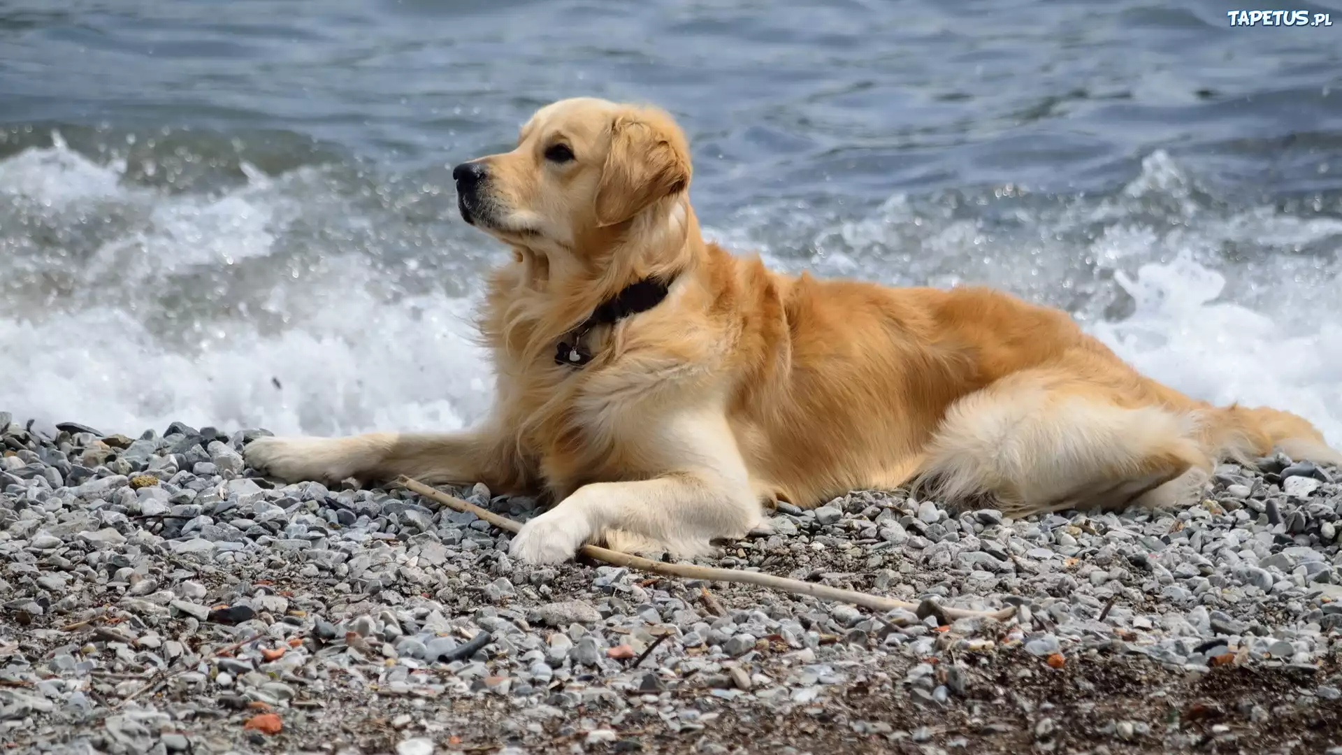 собака берег море скачать