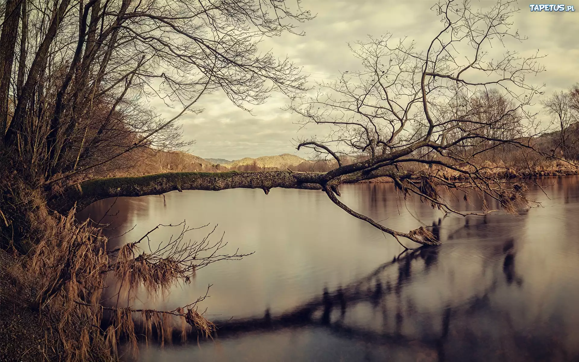 Jezioro, Przewrócone, Drzewo