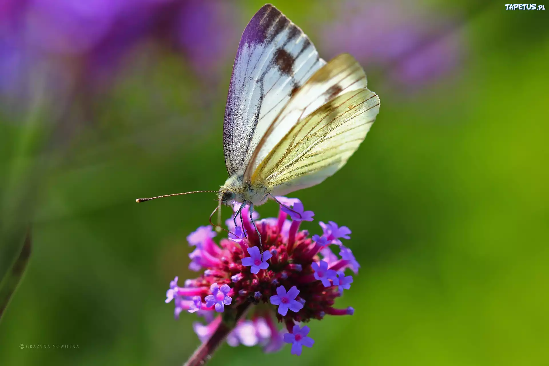 Biały, Motyl, Bielinek, Kwiaty