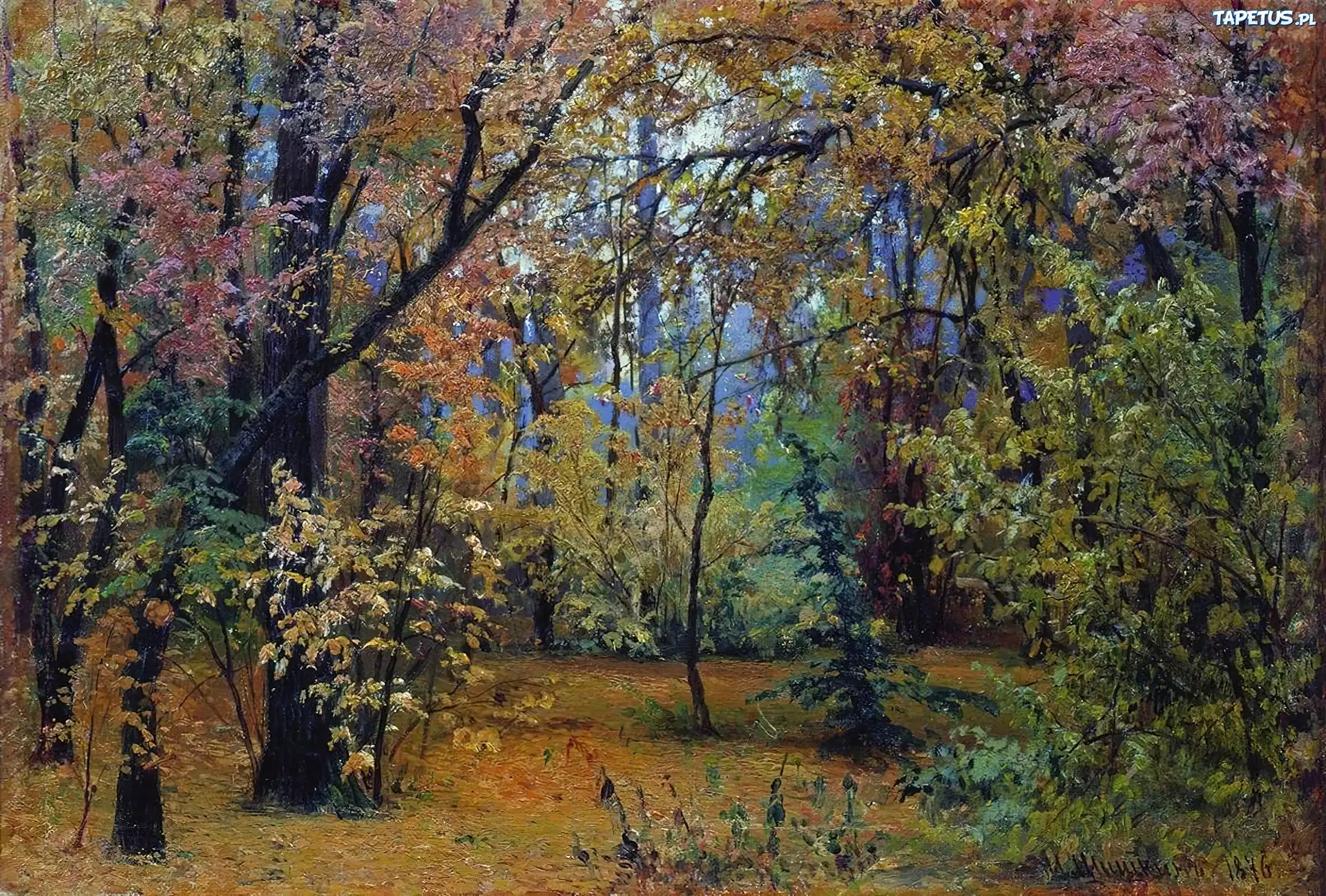 Iwan, Szyszkin, Las