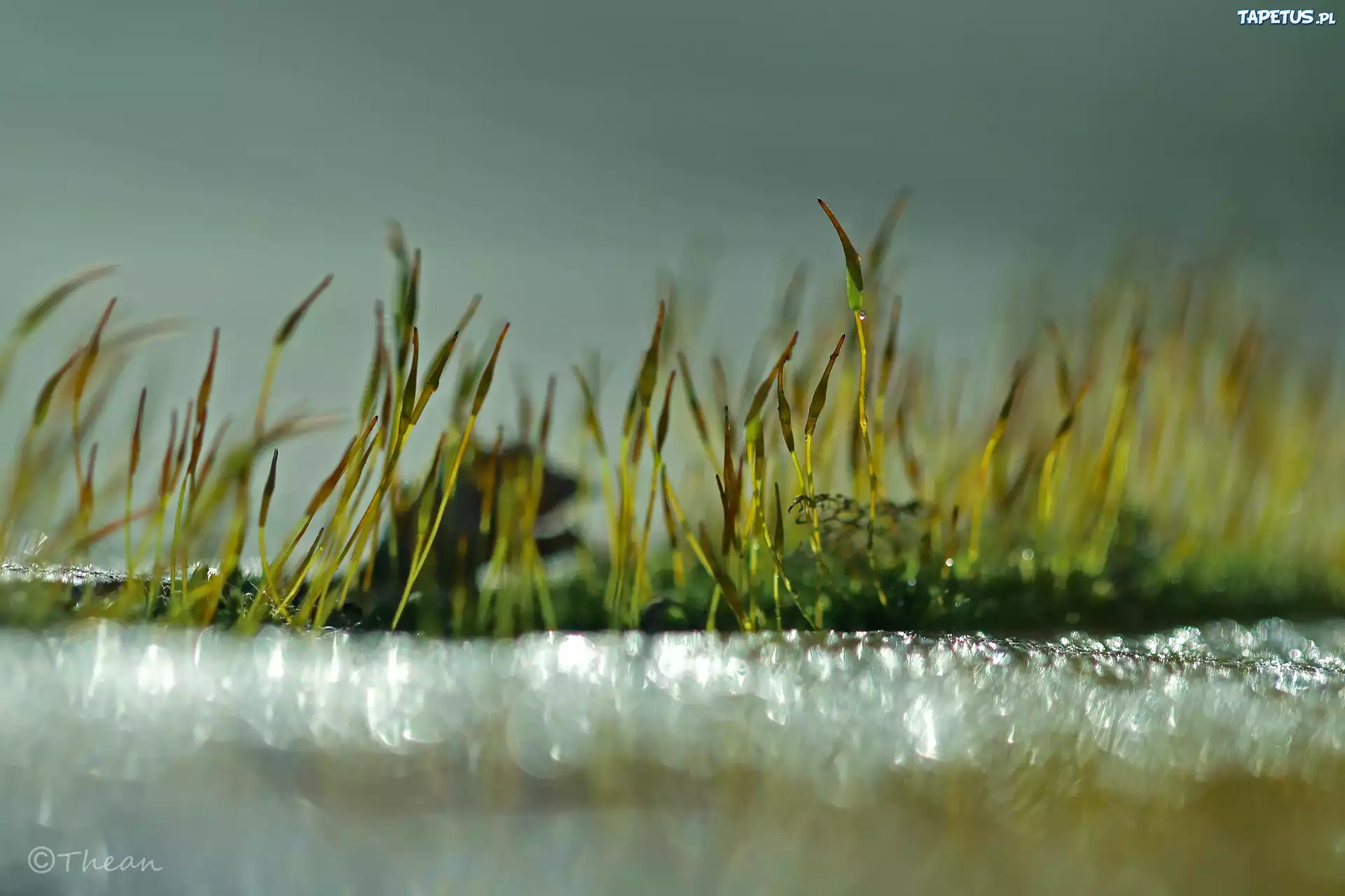 Mech, Źdźbła, Makro, Bokeh