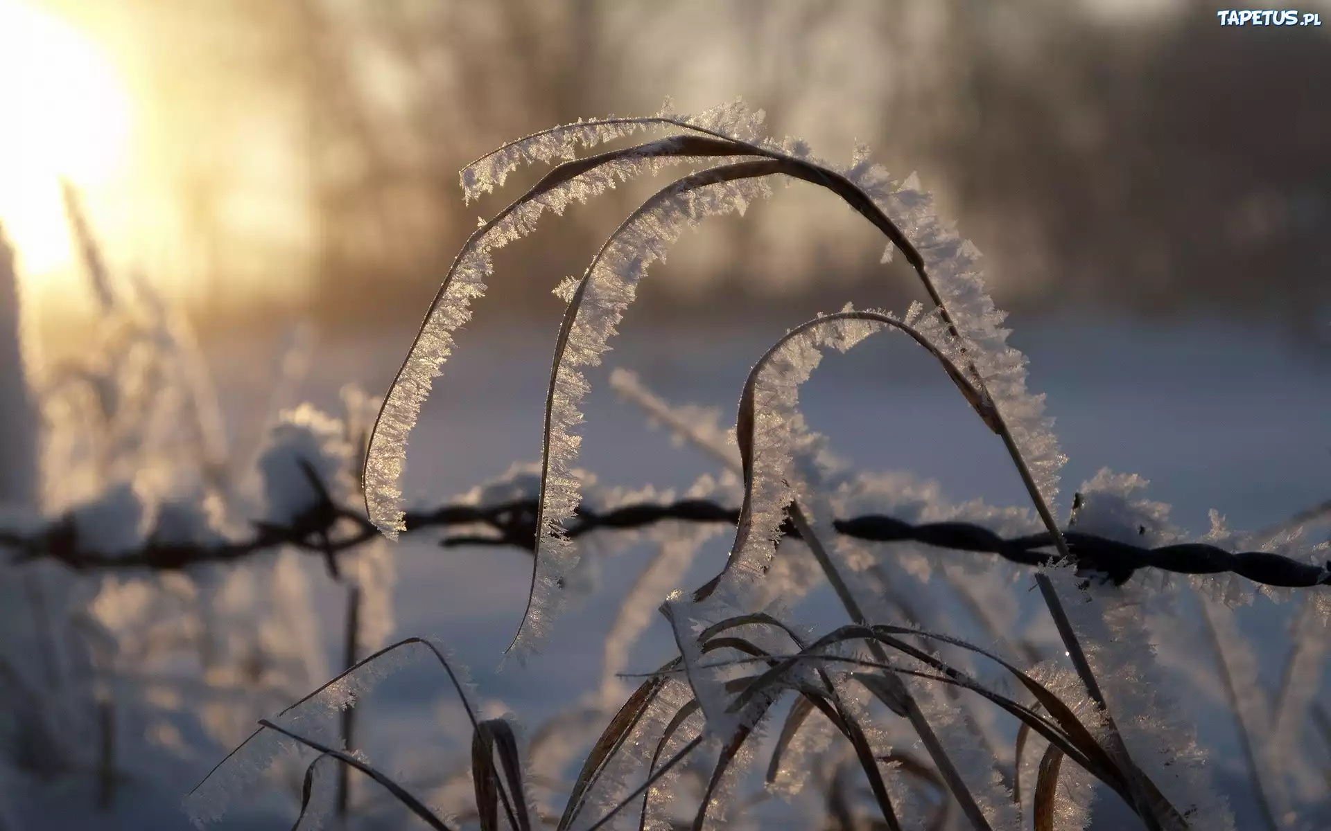 Szron, Trawa, Śnieg