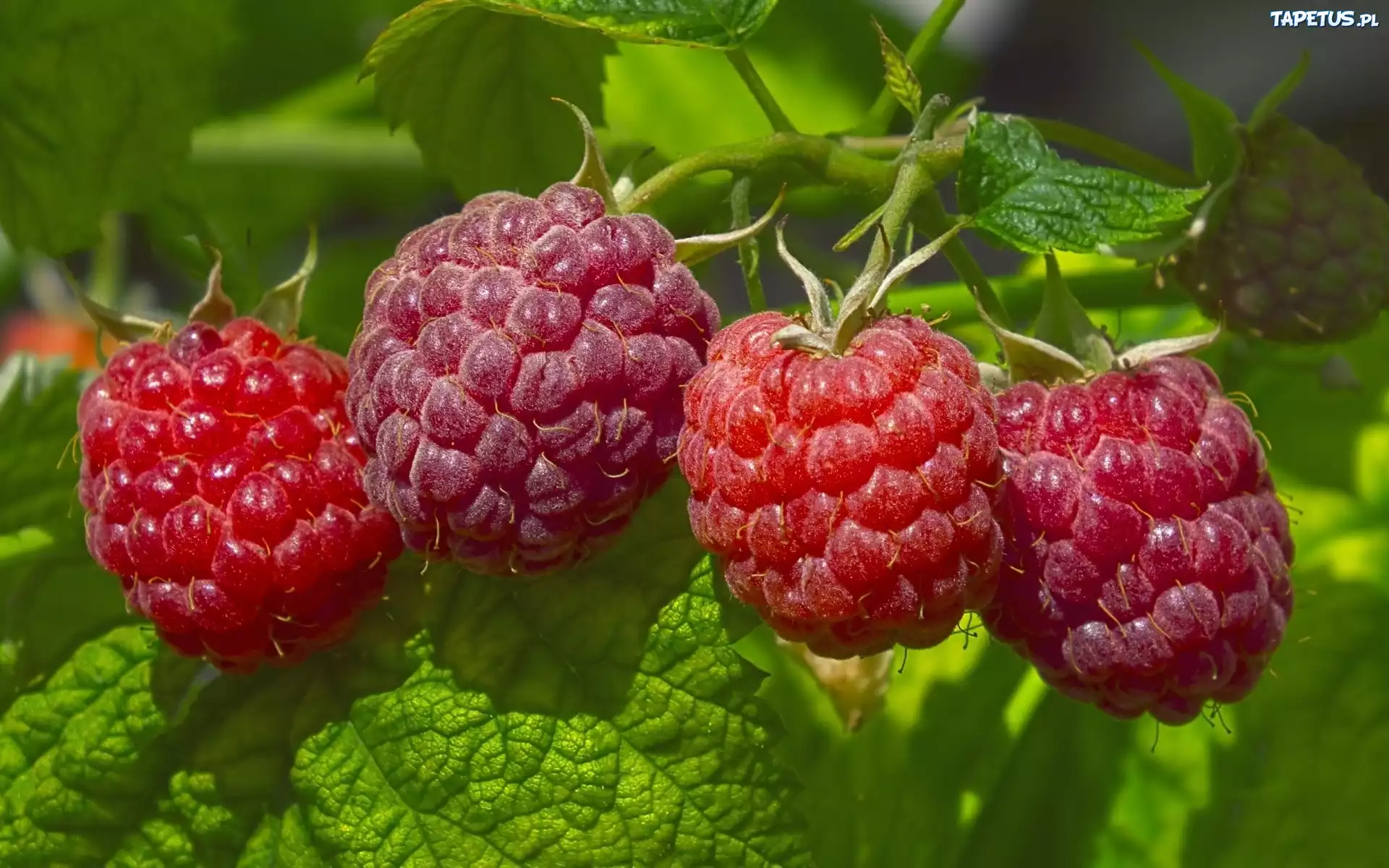 Maliny, Makro