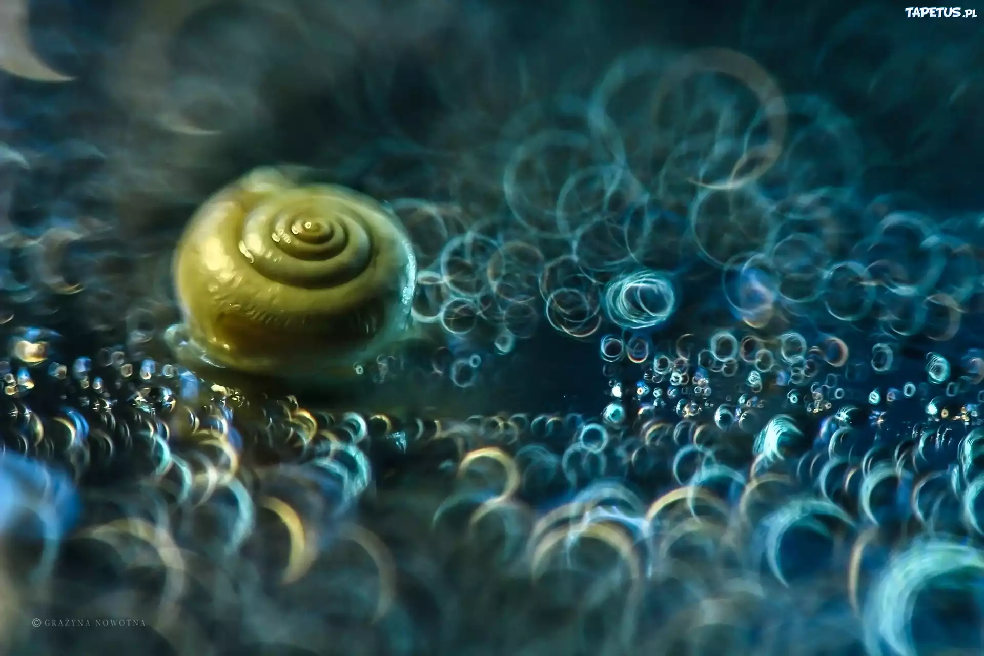 Ślimak, Bokeh, Makro