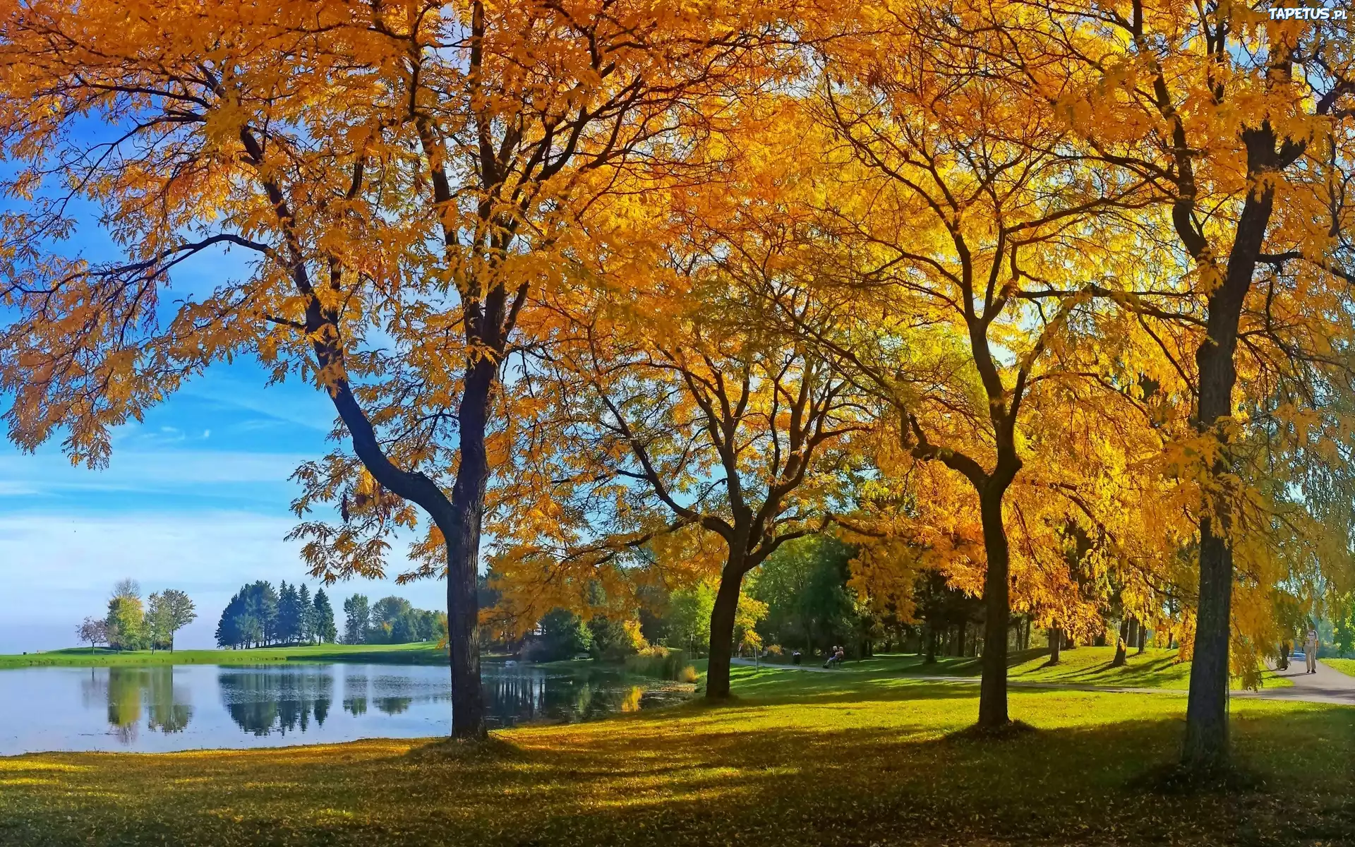 Park, Alejki, Jesień, Staw