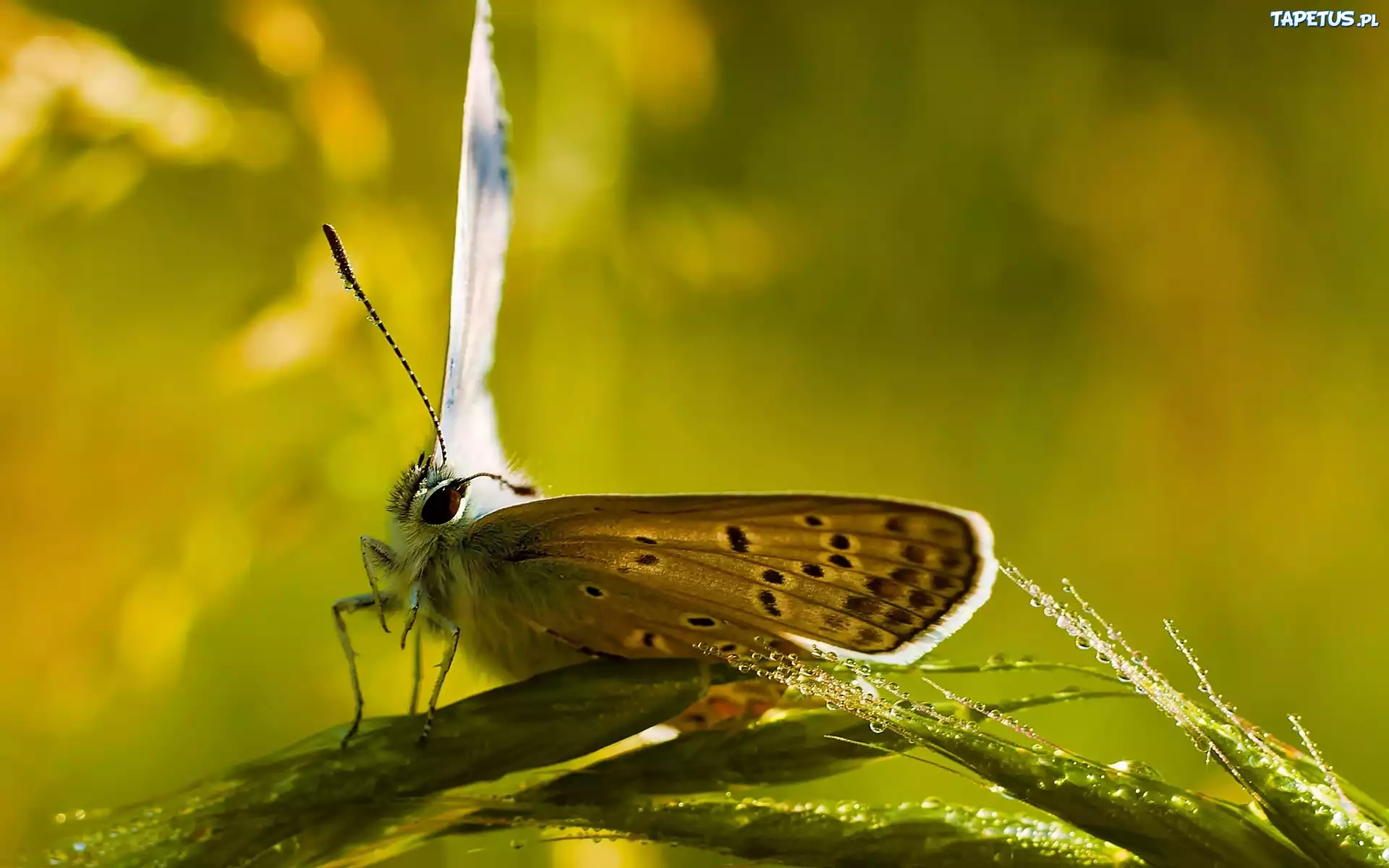 Motyl, Trawa, Kropelki, Woda