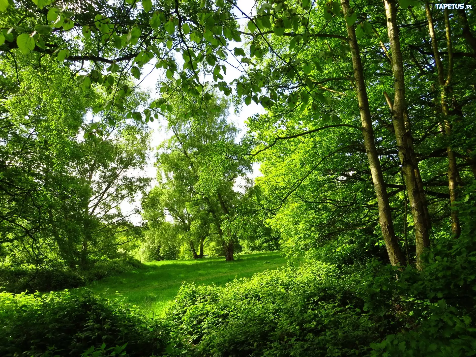 Park, Zielone, Drzewa