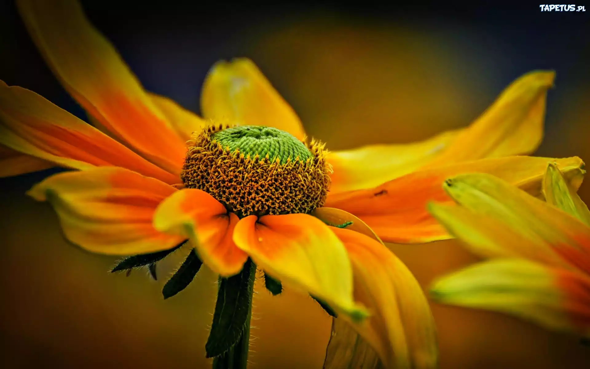 Kwiaty, Rudbekia