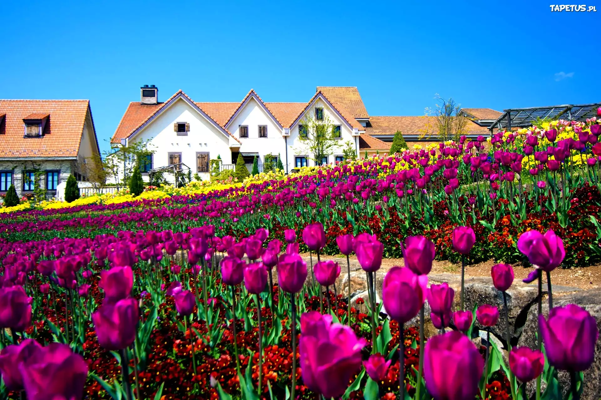 Domy, Pole, Tulipanów