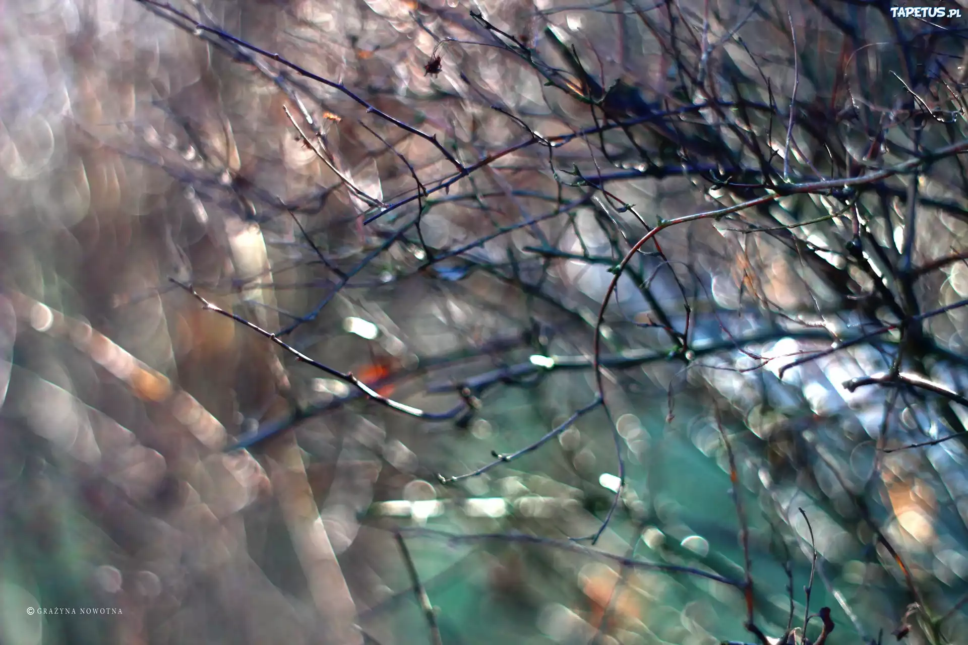 Gałązki, Bokeh, Rośliny