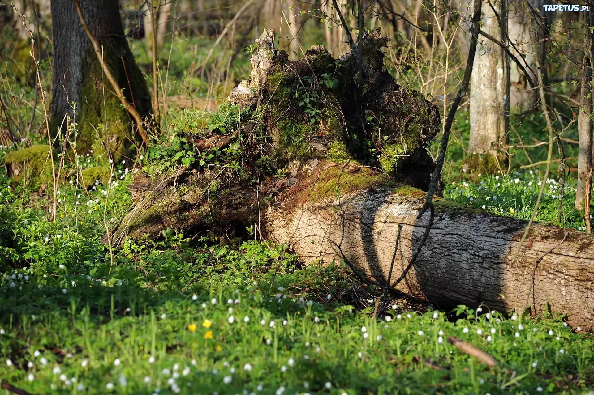Białowieski, Park, Narodowy, Powalone, Drzewo