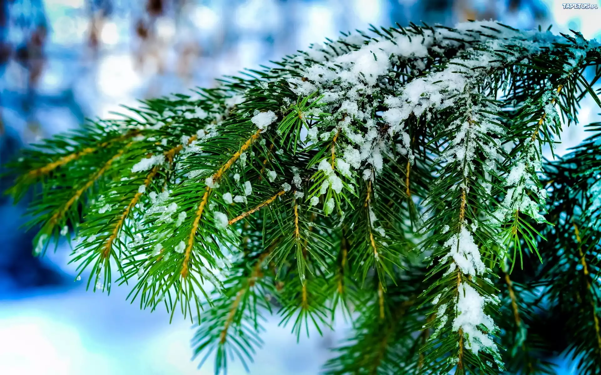 природа ветка зима снег ель nature branch winter snow spruce скачать