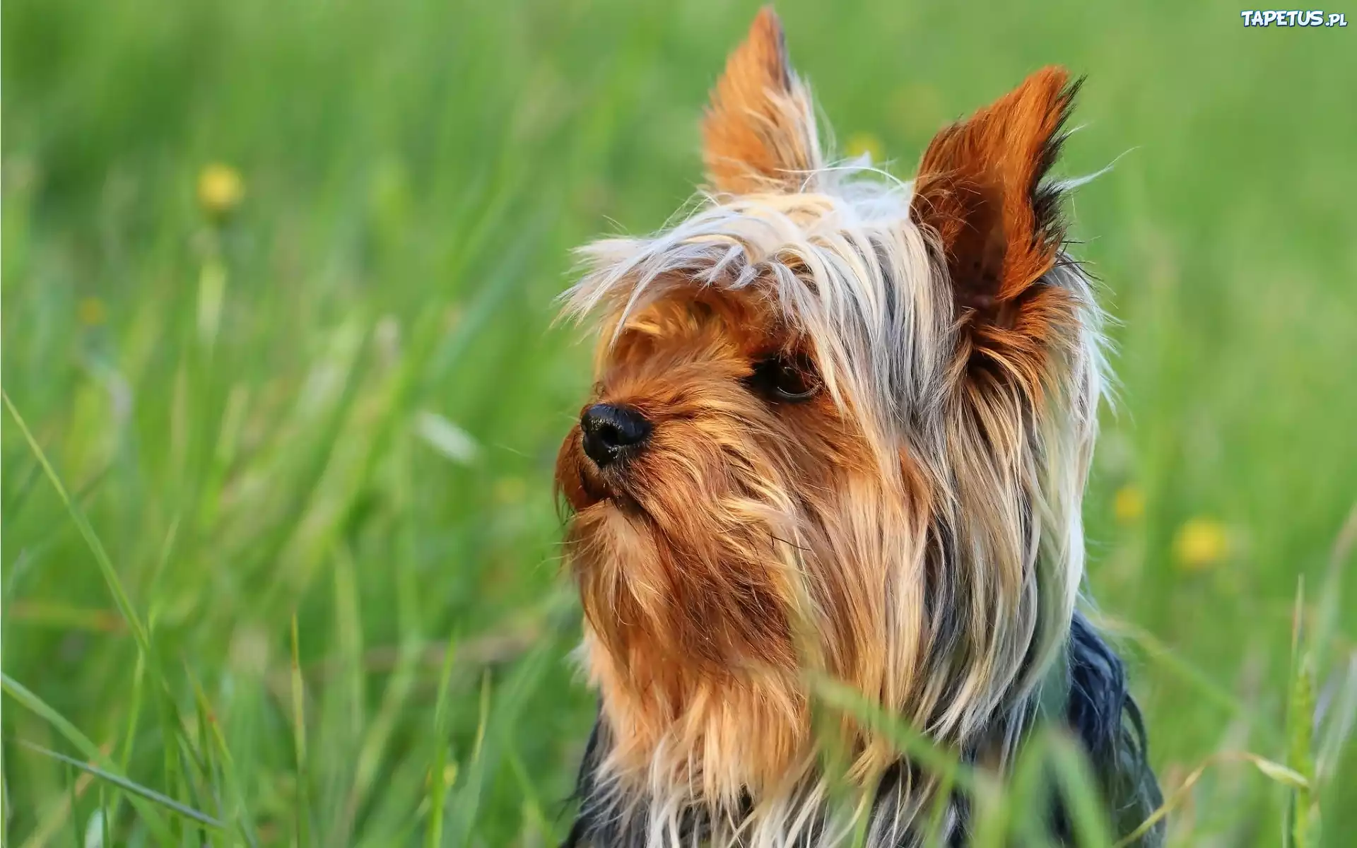Zapatrzony, Yorkshire, Terrier, Łąka, Trawa