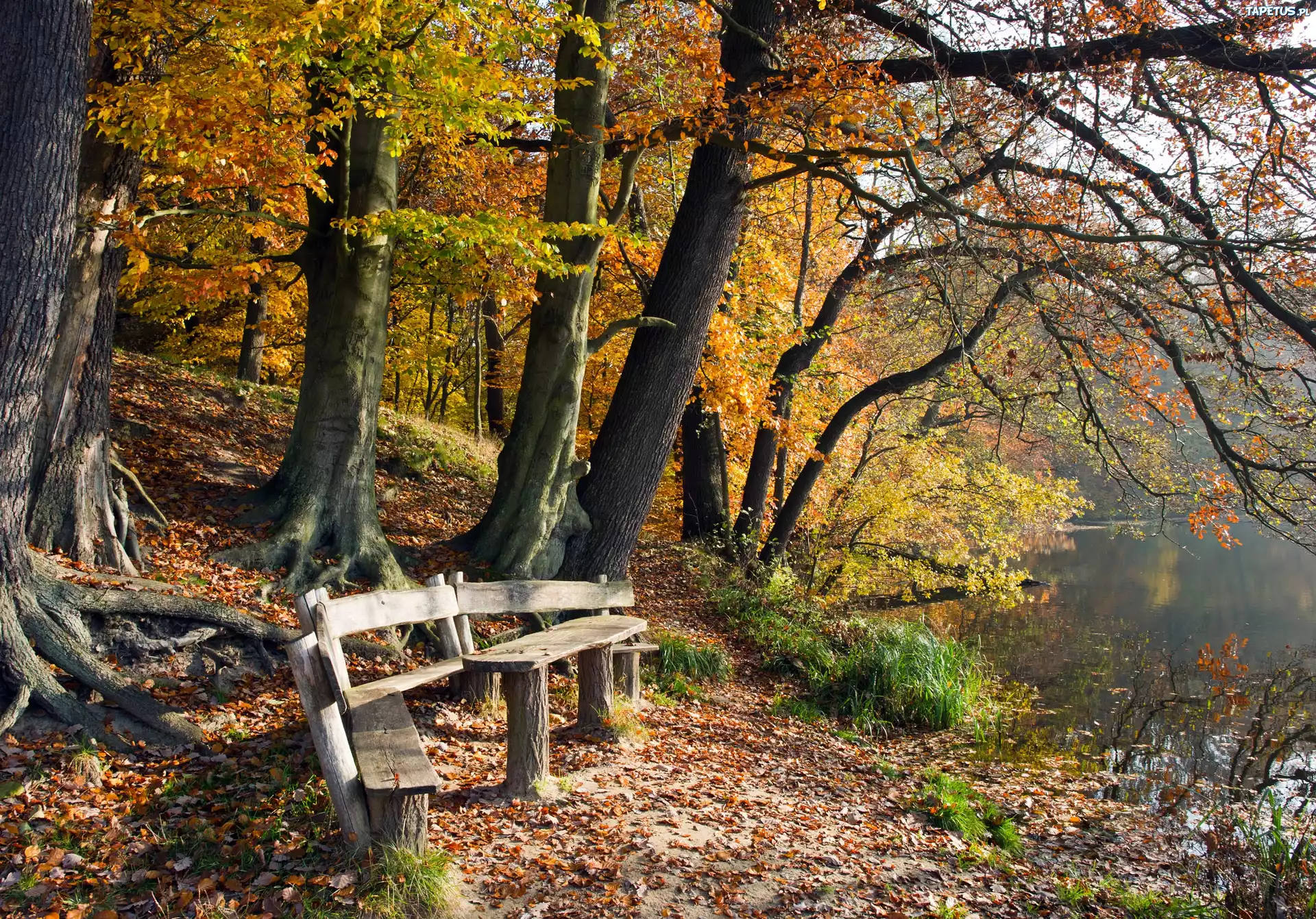 Jesień, ławki, Park