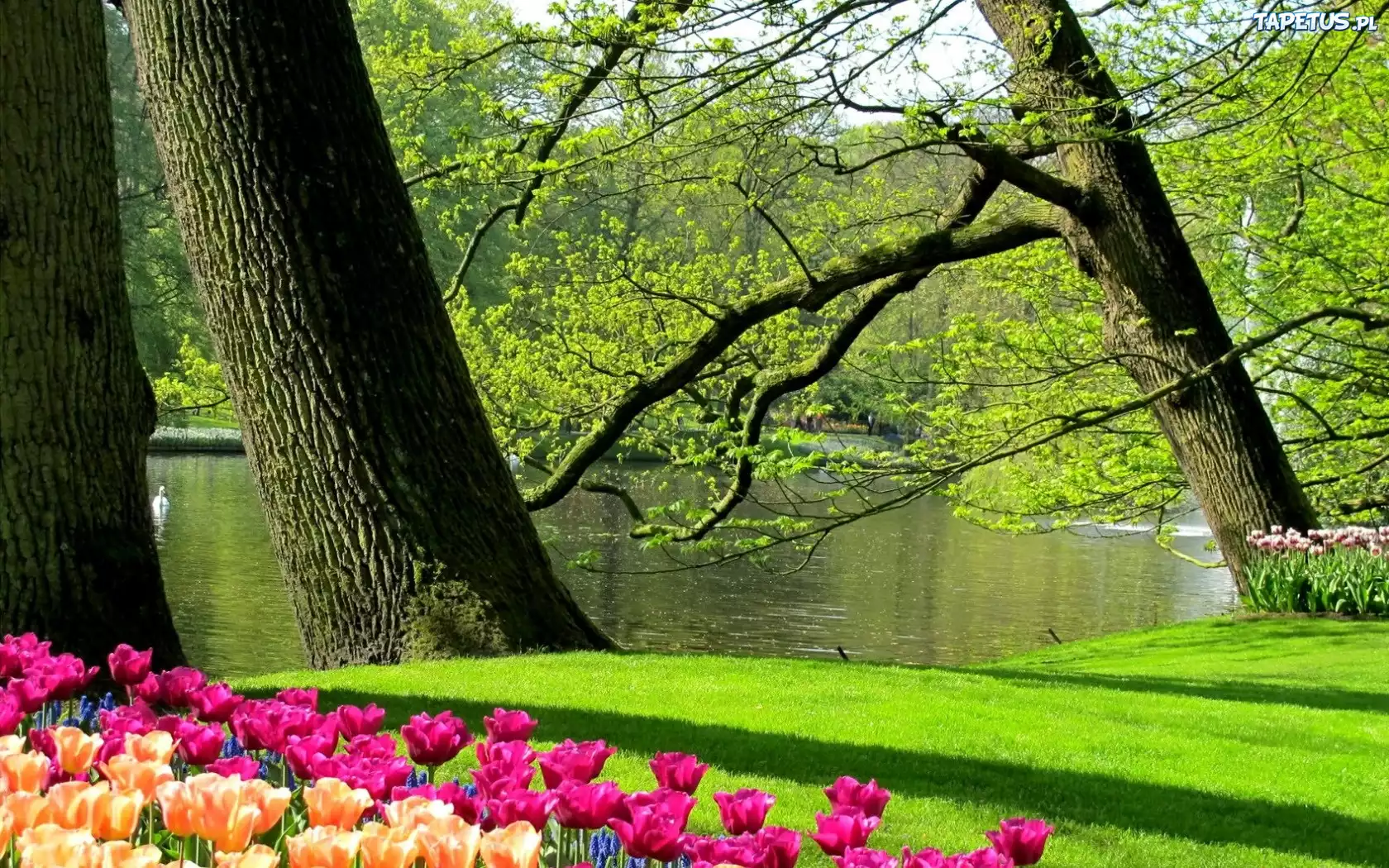 Staw, Łabędzie, Tulipany, Park, Wiosna