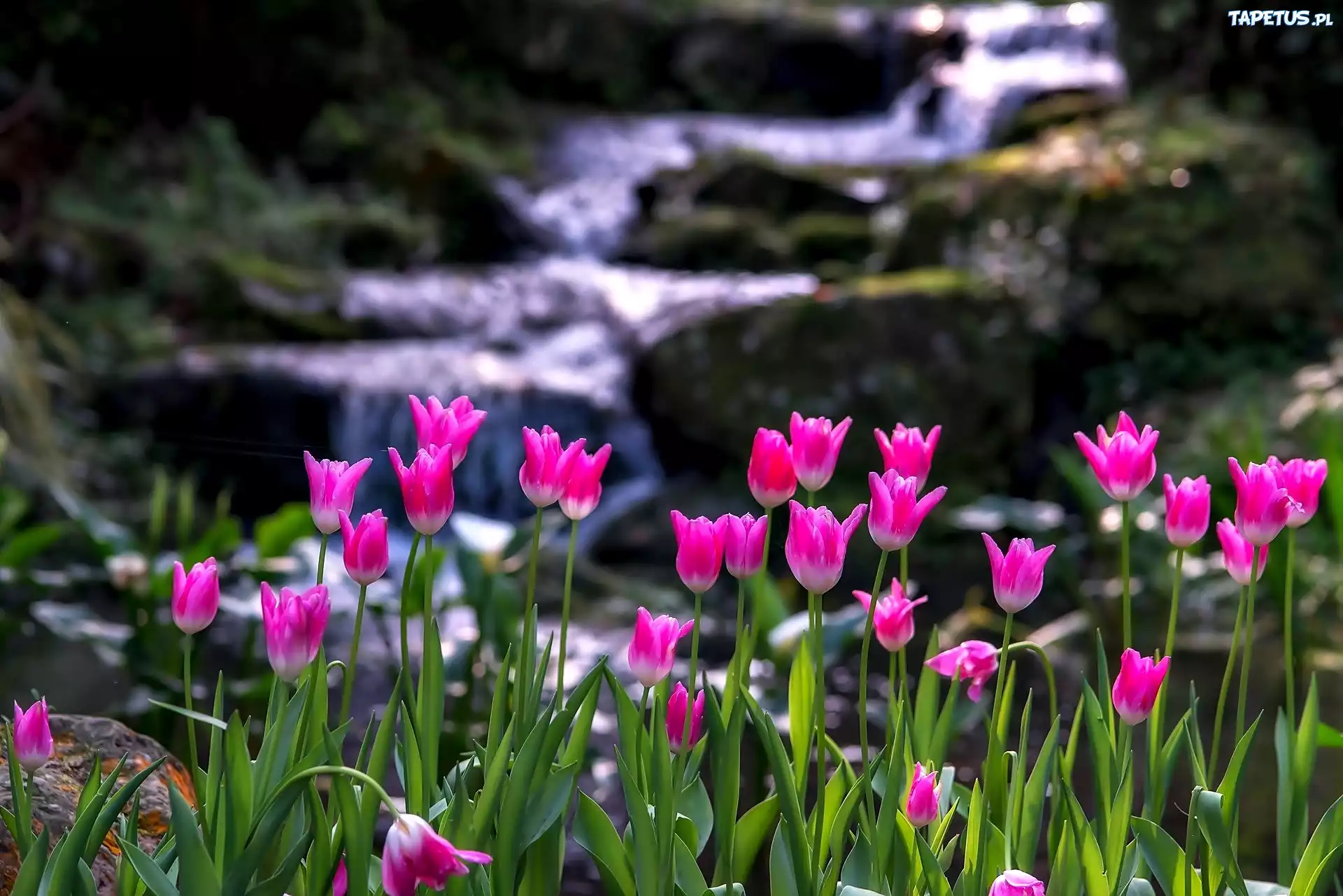 Różowe, Tulipany, Górska, Rzeka