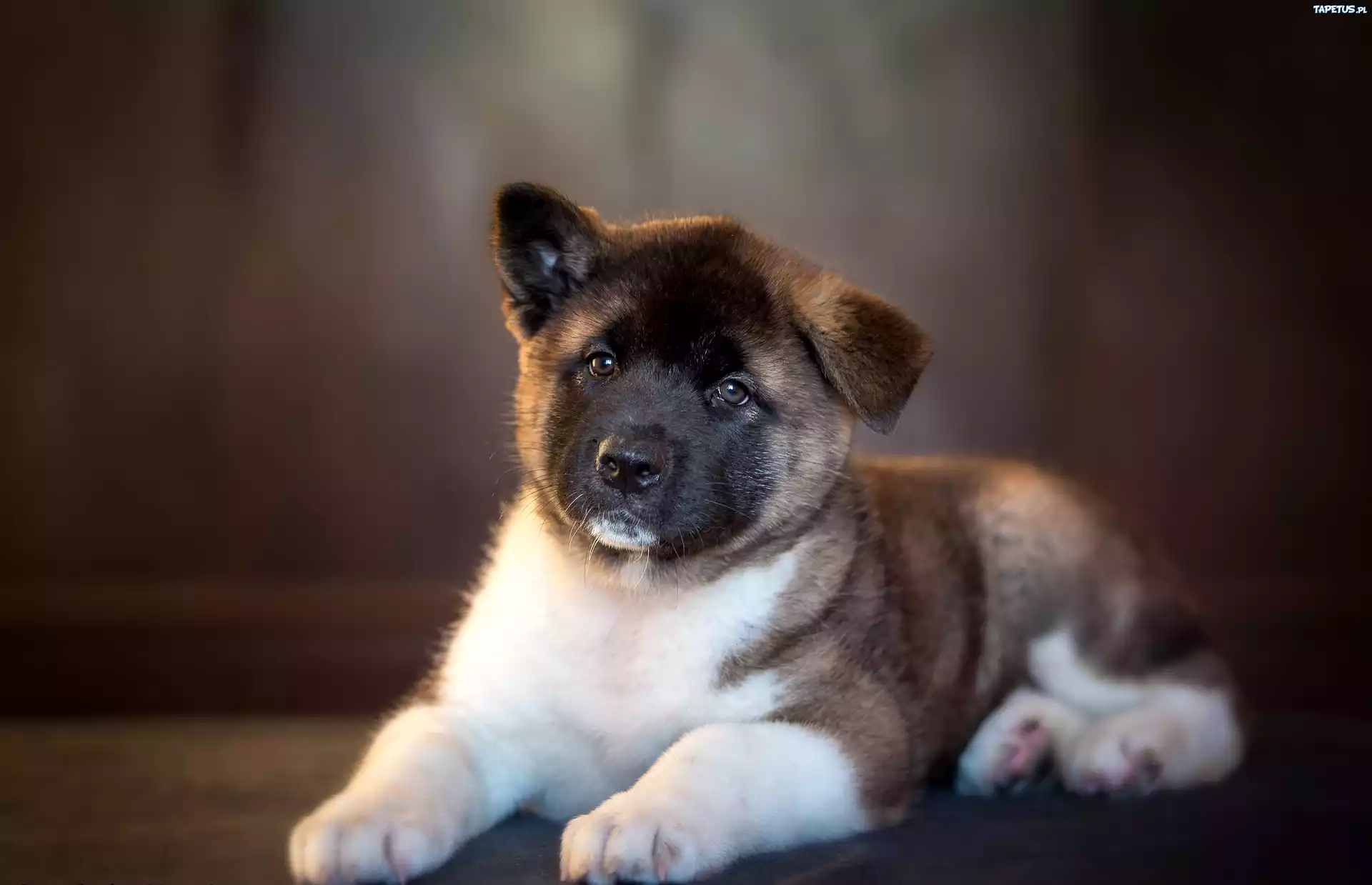 Pies, Akita, Inu ,Szczeniak