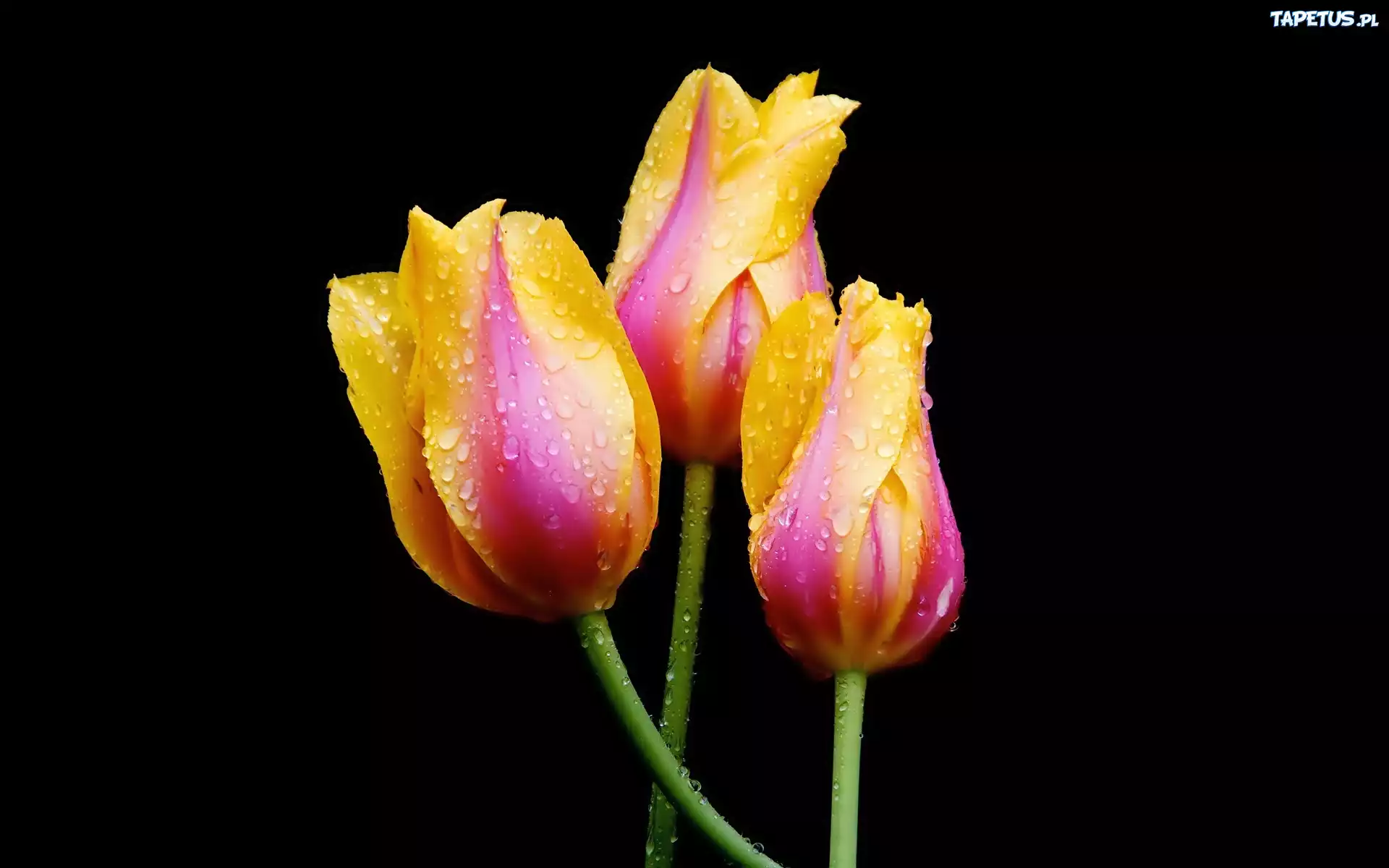 Kolorowe, Tulipany, Krople