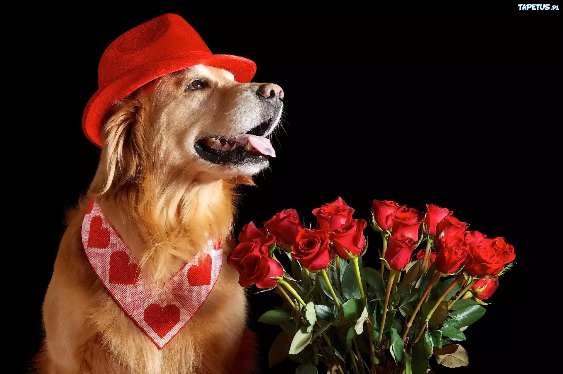 Piesek, Czerwone, Róże, Walentynki, Golden Retriever