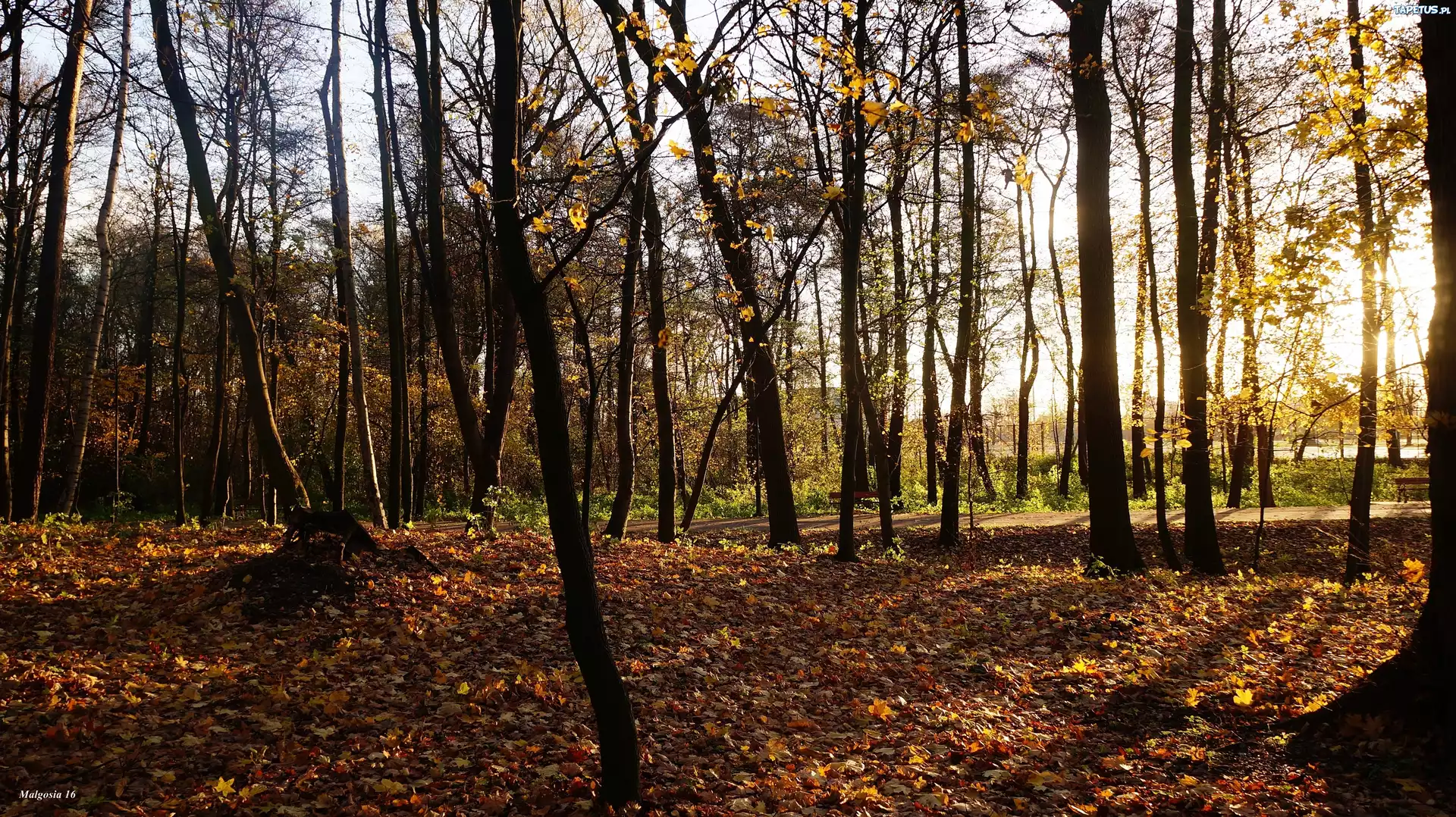 Park, Drzewa, Jesień, Przebijające Światło