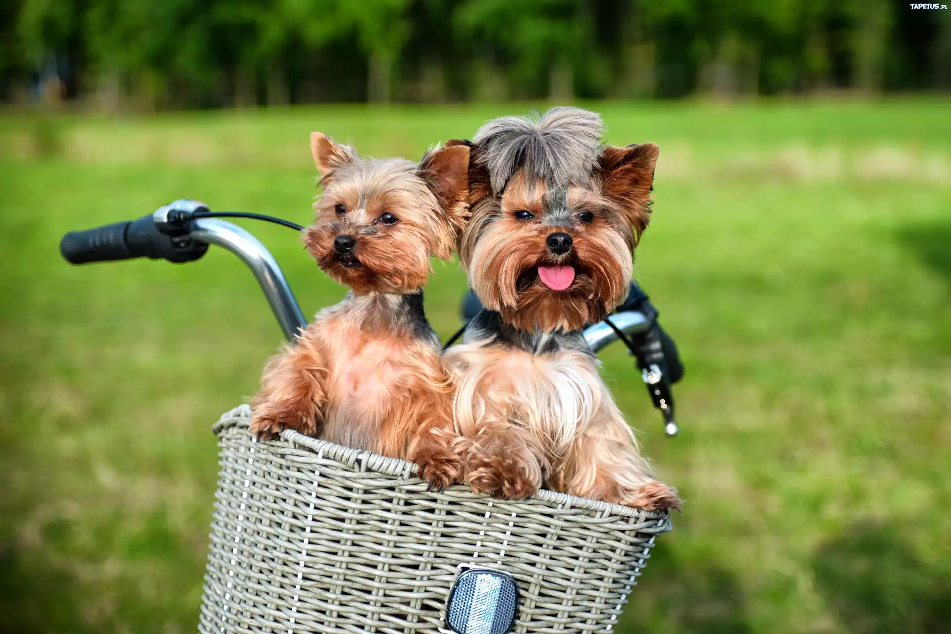 Yorkshire Terrier, Koszyk, Rower