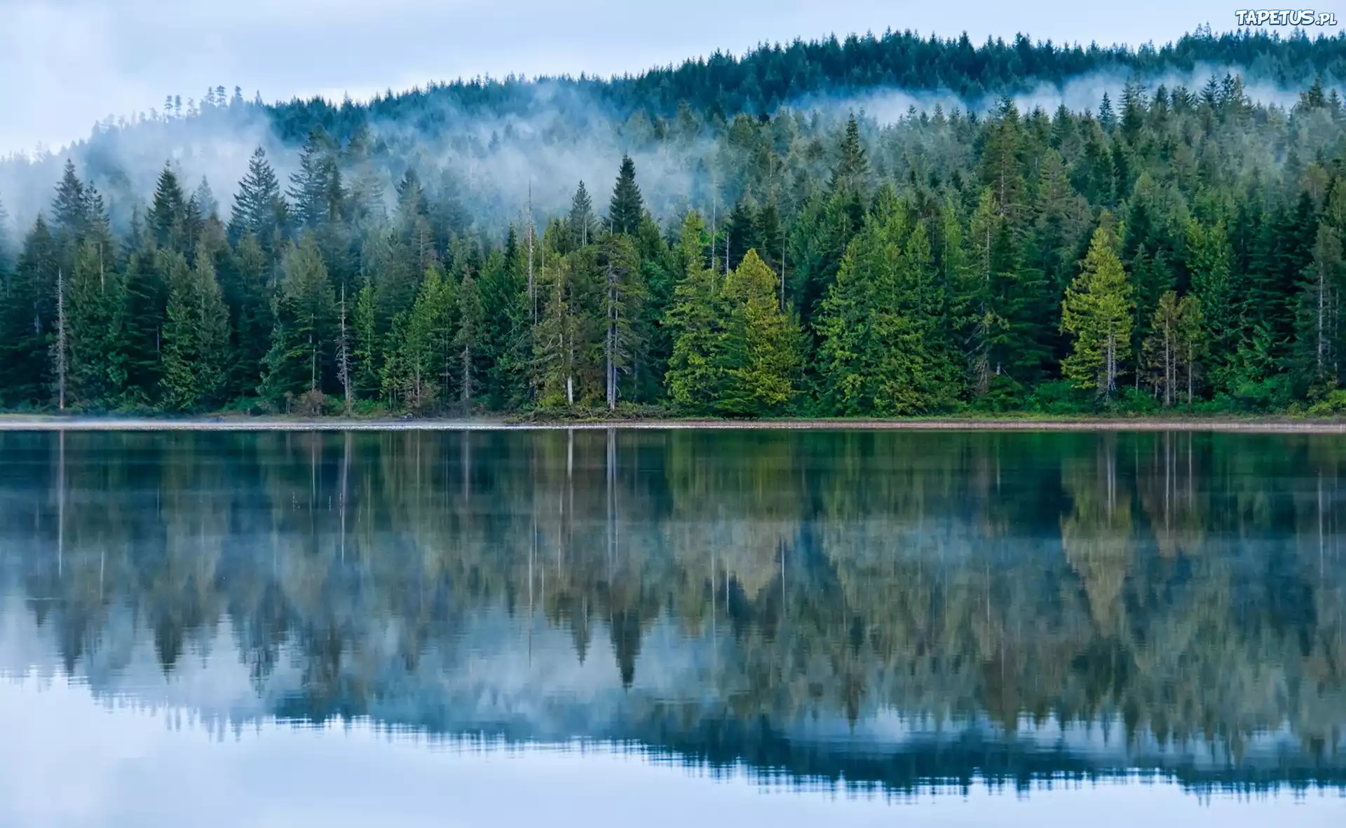 Jezioro, Las, Drzewa, Mgła