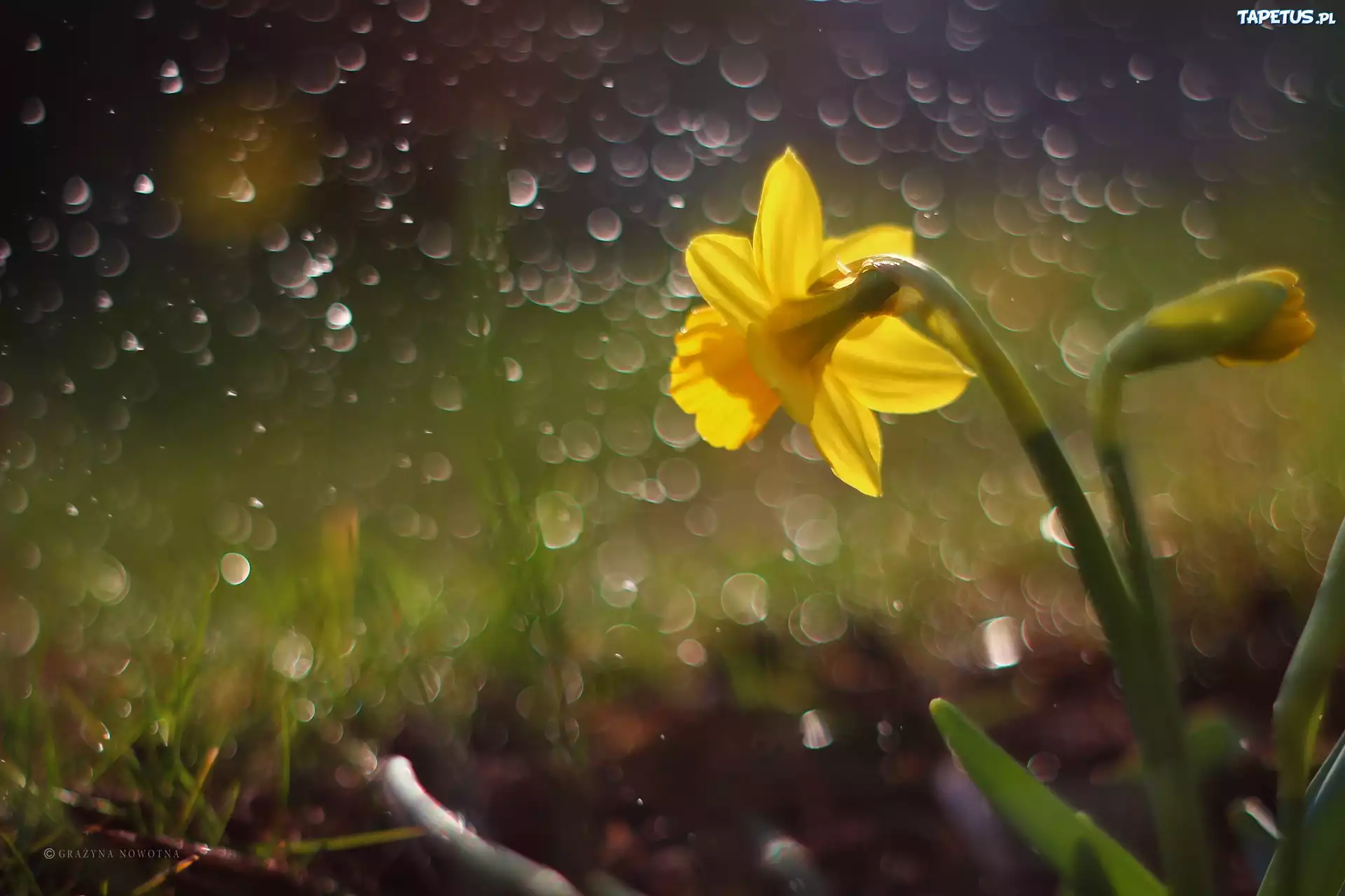 Żonkil, Żółty, Kwiat, Bokeh