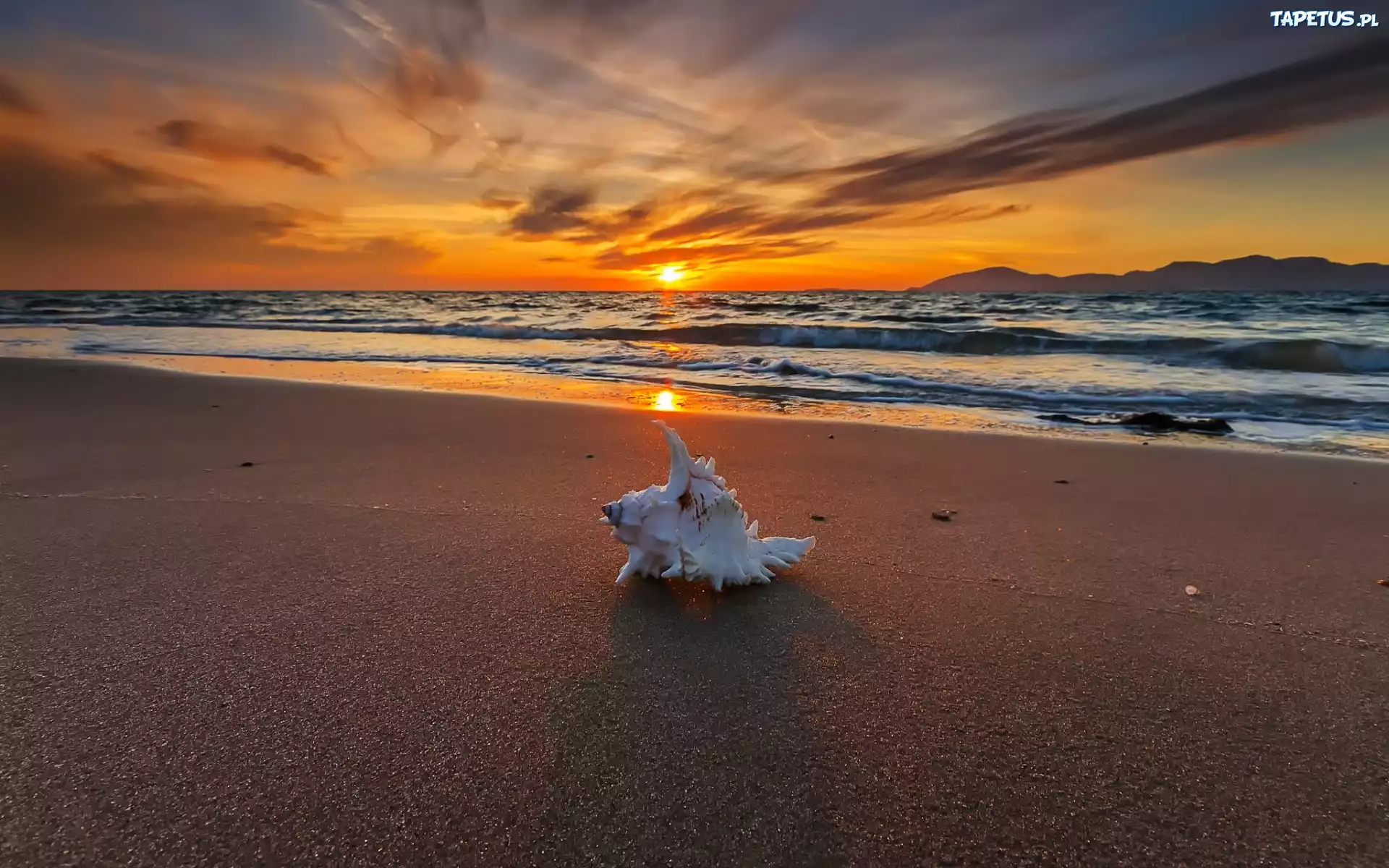 Plaża, Muszla, Morze, Fale, Zachód, Słońca
