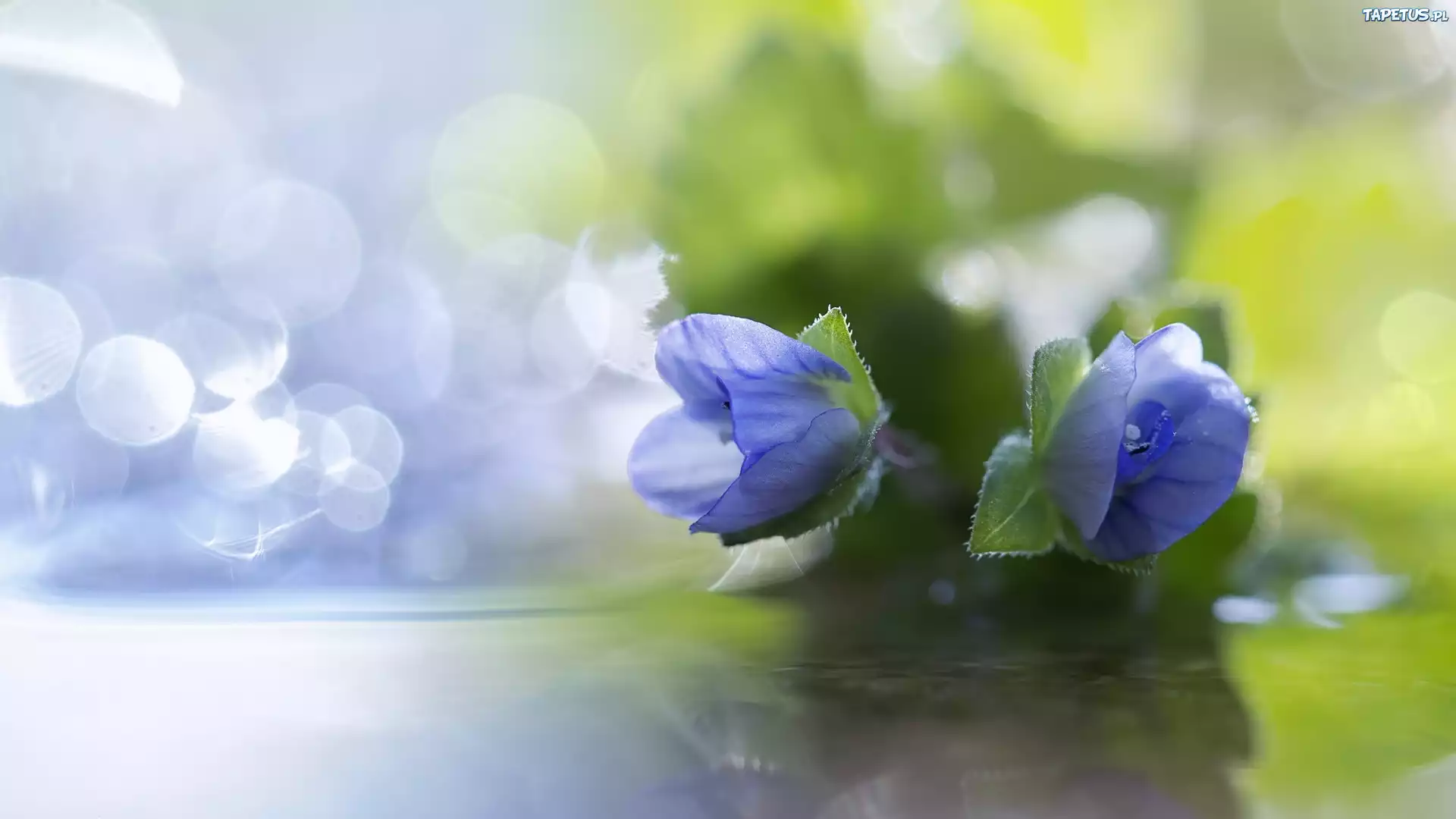 Błękitne, Kwiaty, Bokeh, Makro