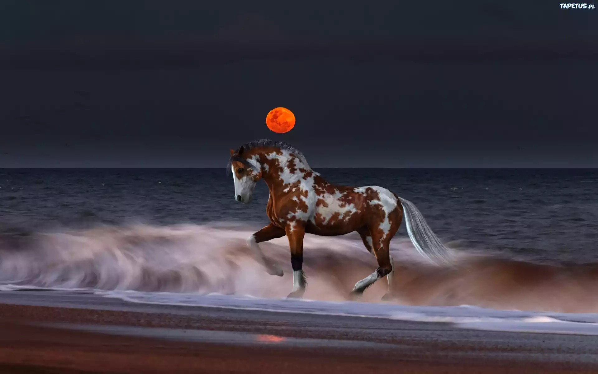 Koń, Plaża, Zachód Słońca, Morze