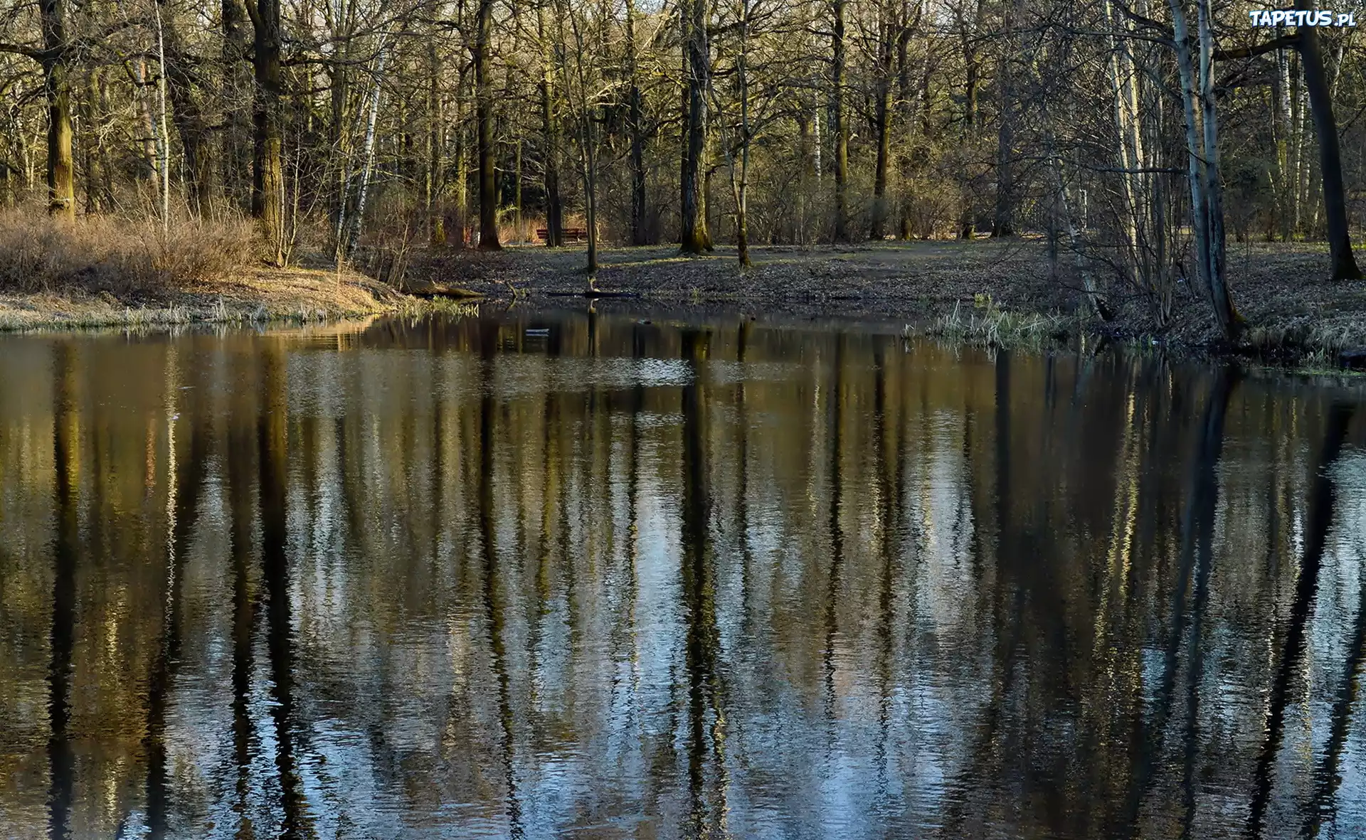 Park, Staw, Odbicie