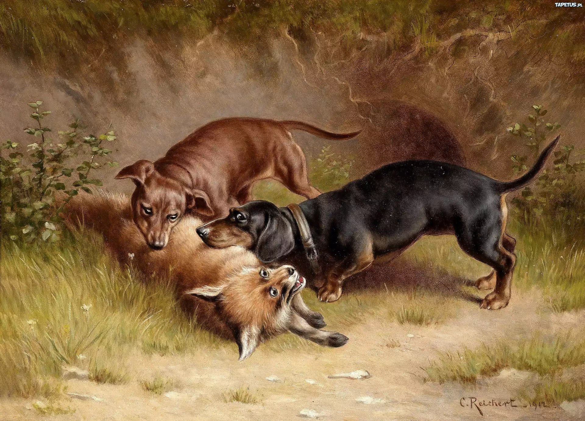 Carl Reichert, Polowanie, Na Lisa