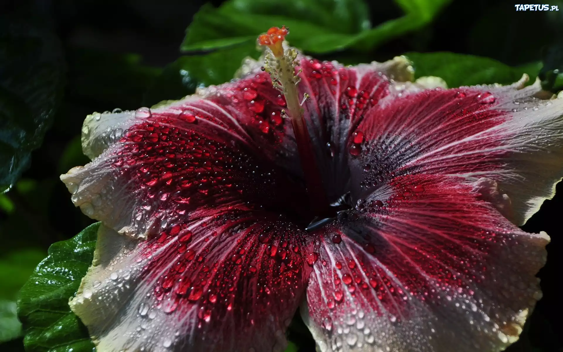Hibiskus, Krople Rosy, Makro